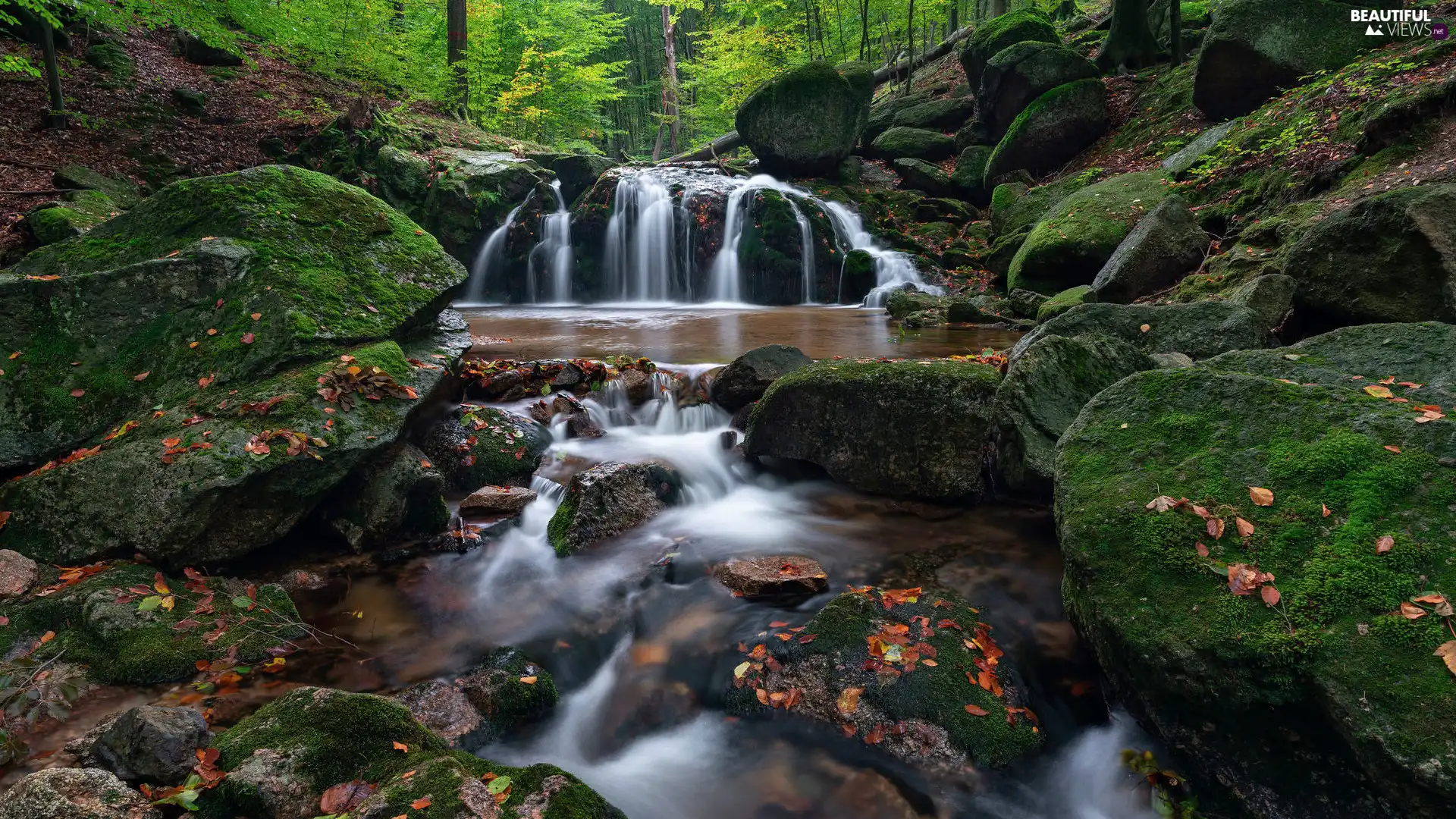 boulders, Leaf, mossy, Stones, River