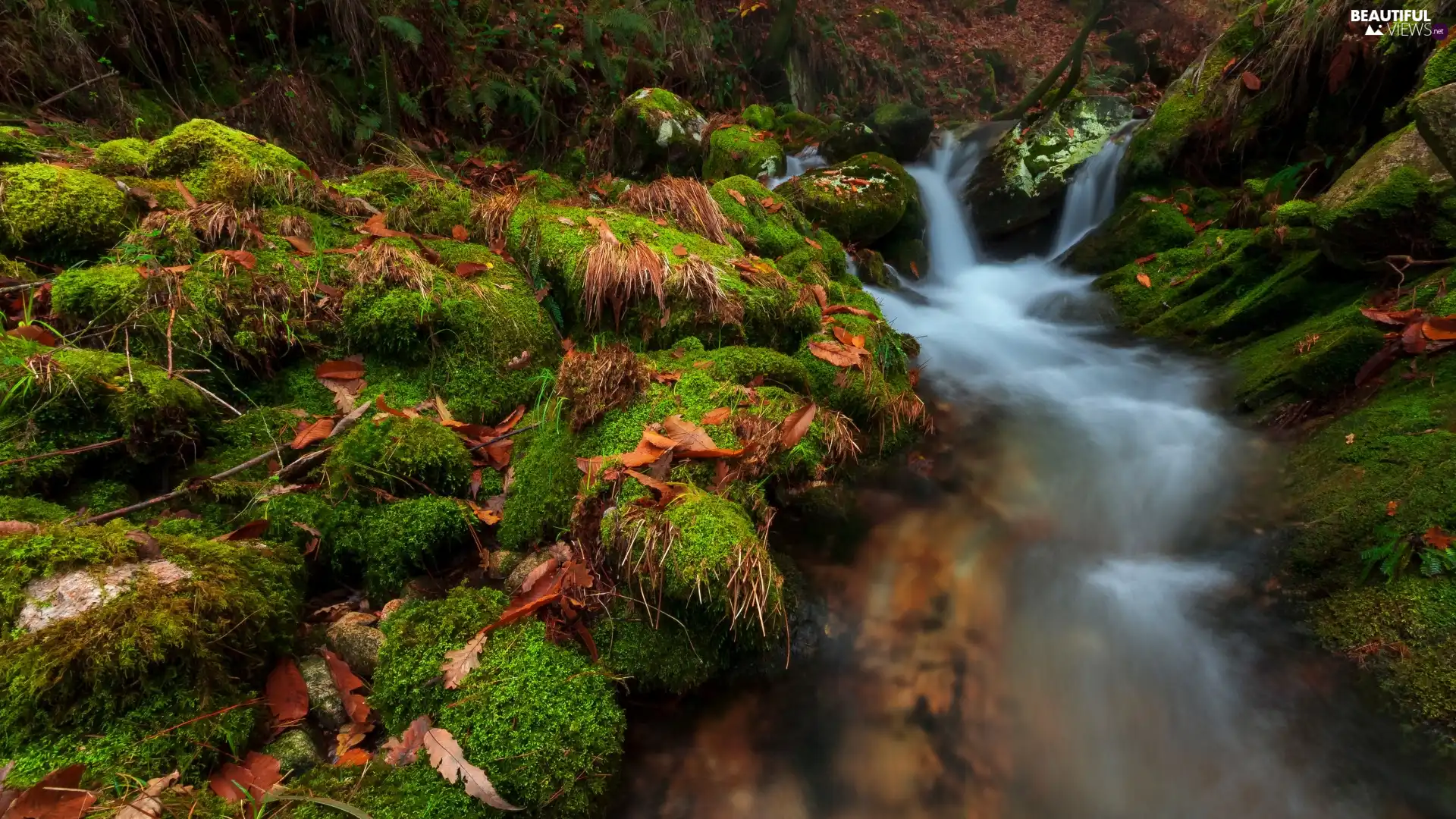 fallen, Leaf, mossy, Stones, River