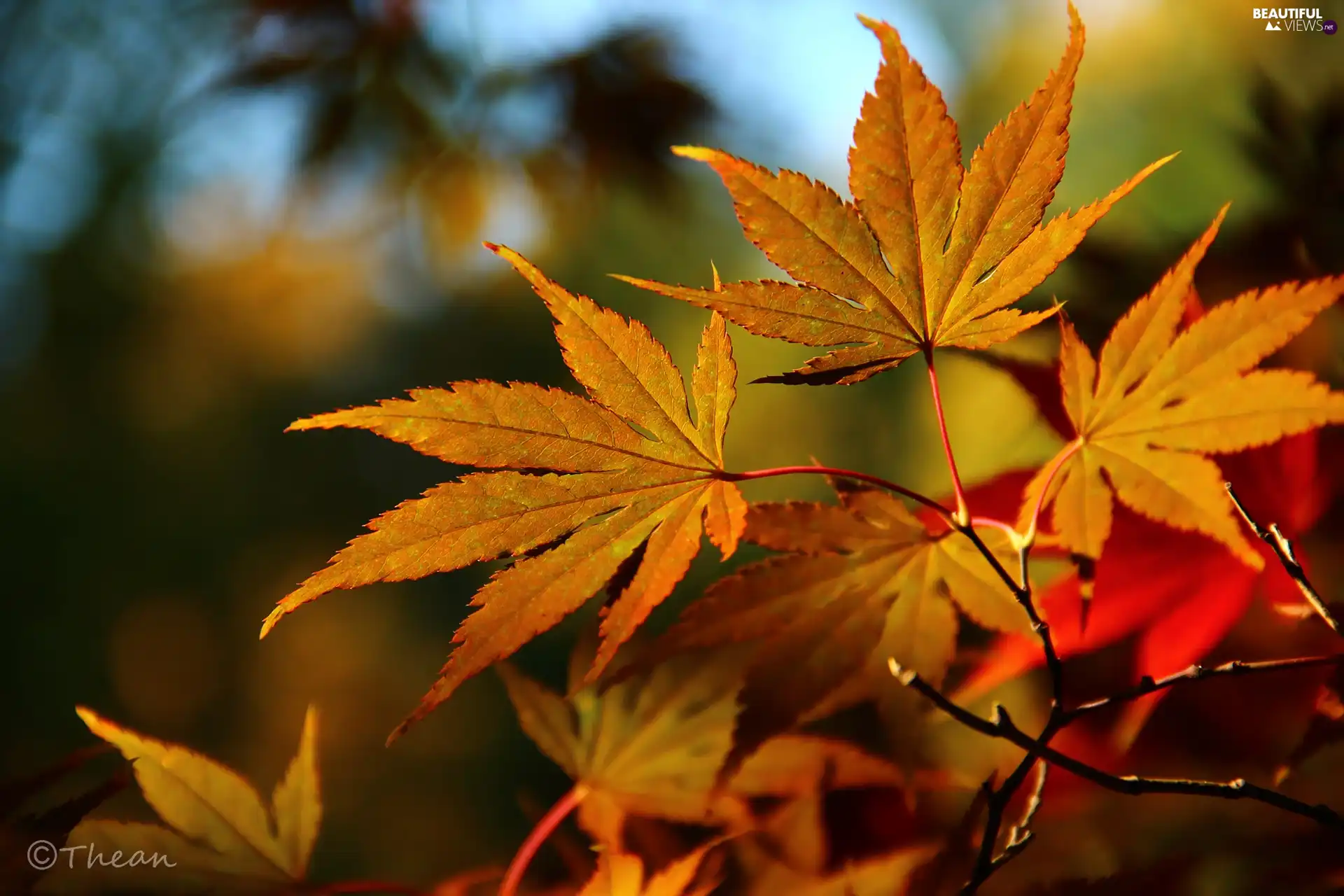 Maple Palm, color, Leaf, autumn