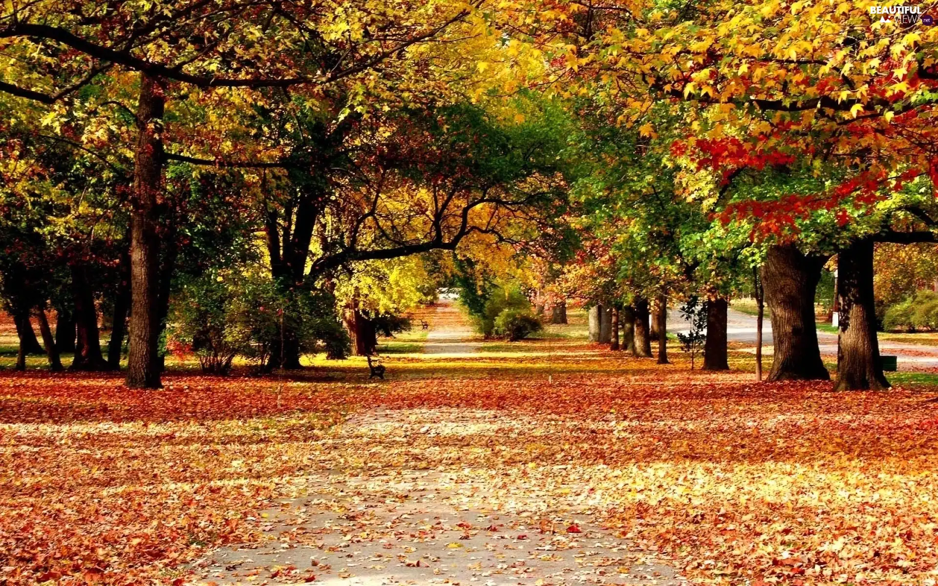 Park, viewes, Leaf, trees