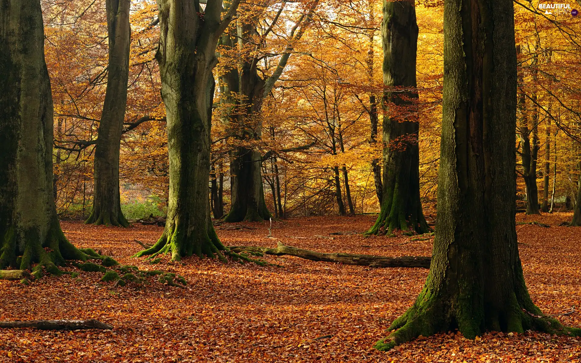 Leaf, branch pics, viewes, color, trees