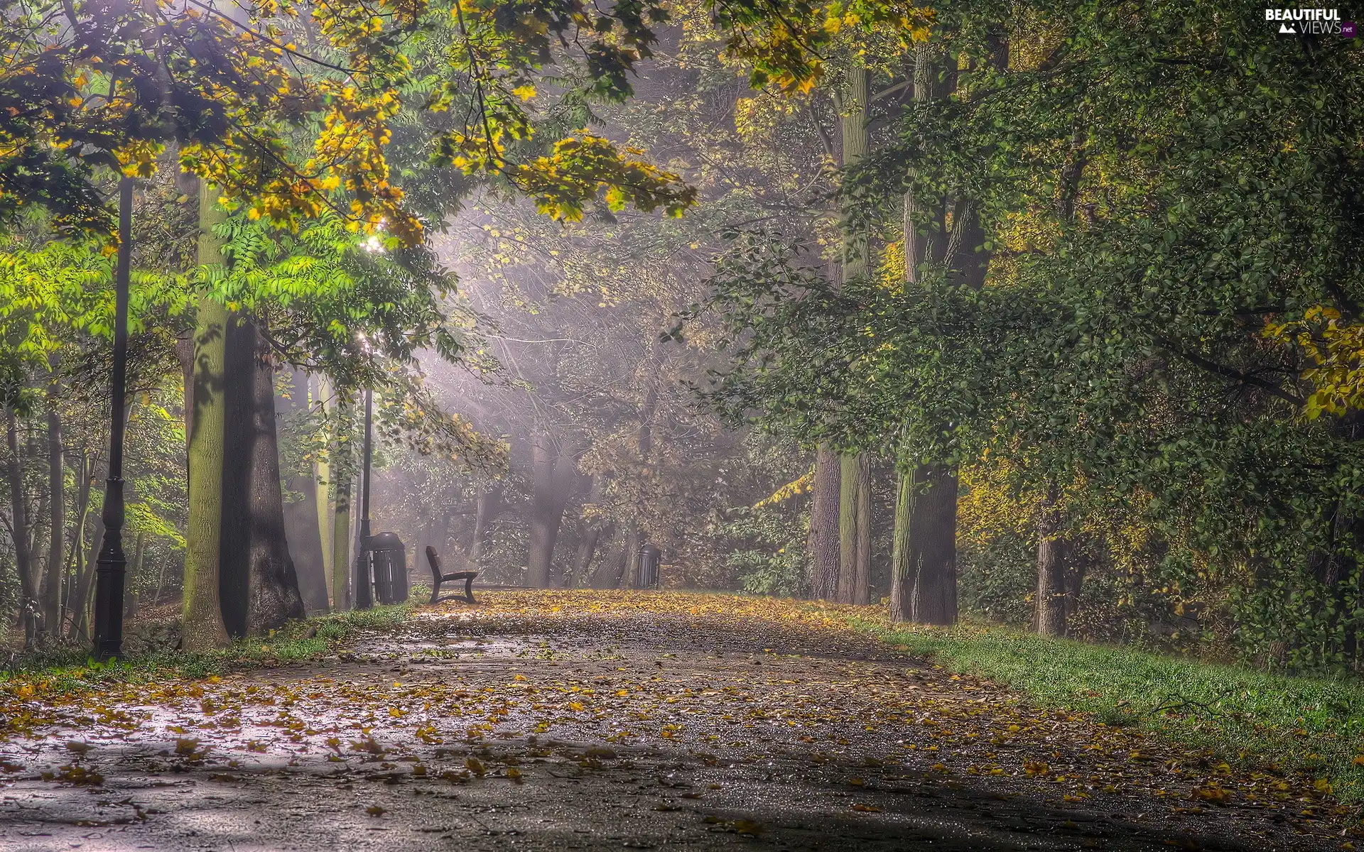 flash, Bench, Przebijające, Fog, ligh, Park, Leaf, autumn, luminosity, sun