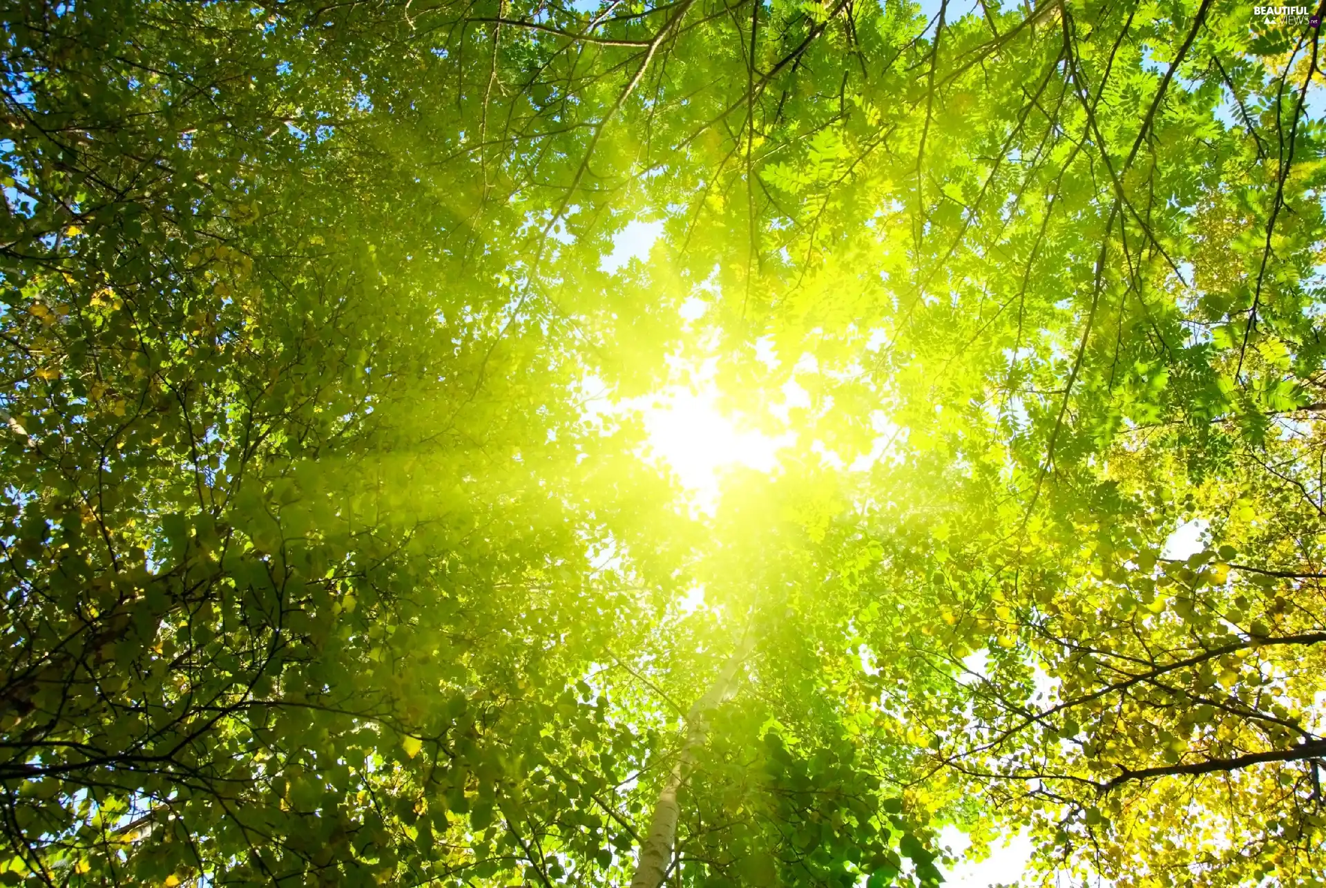 rays, trees, Leaf, sun