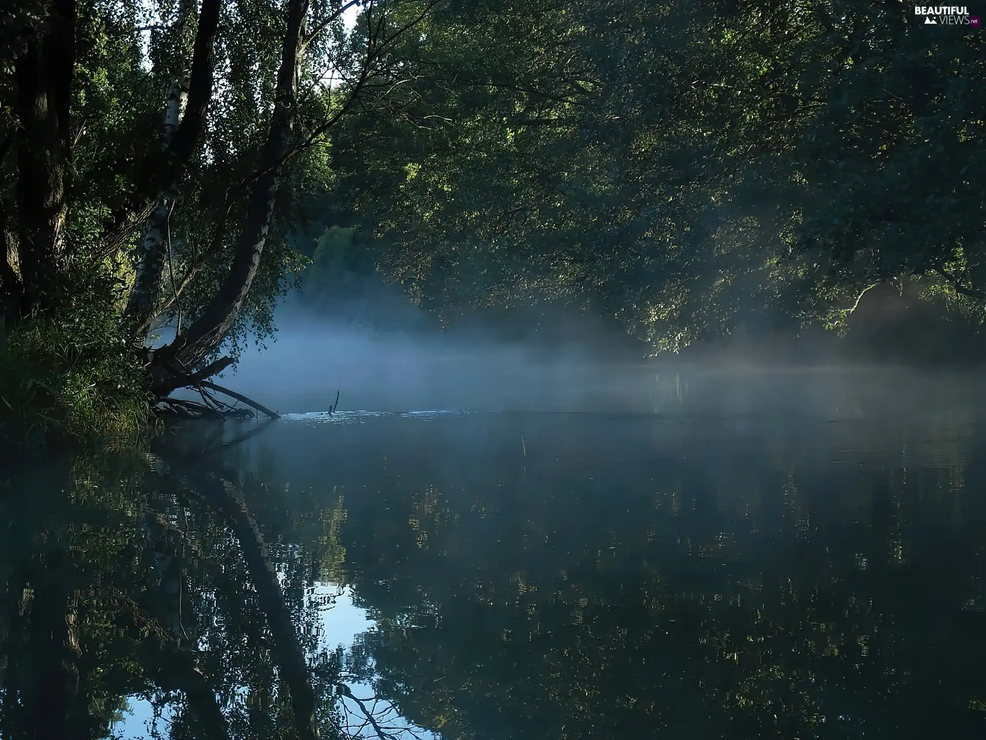 River, birch-tree, Leaf, Fog