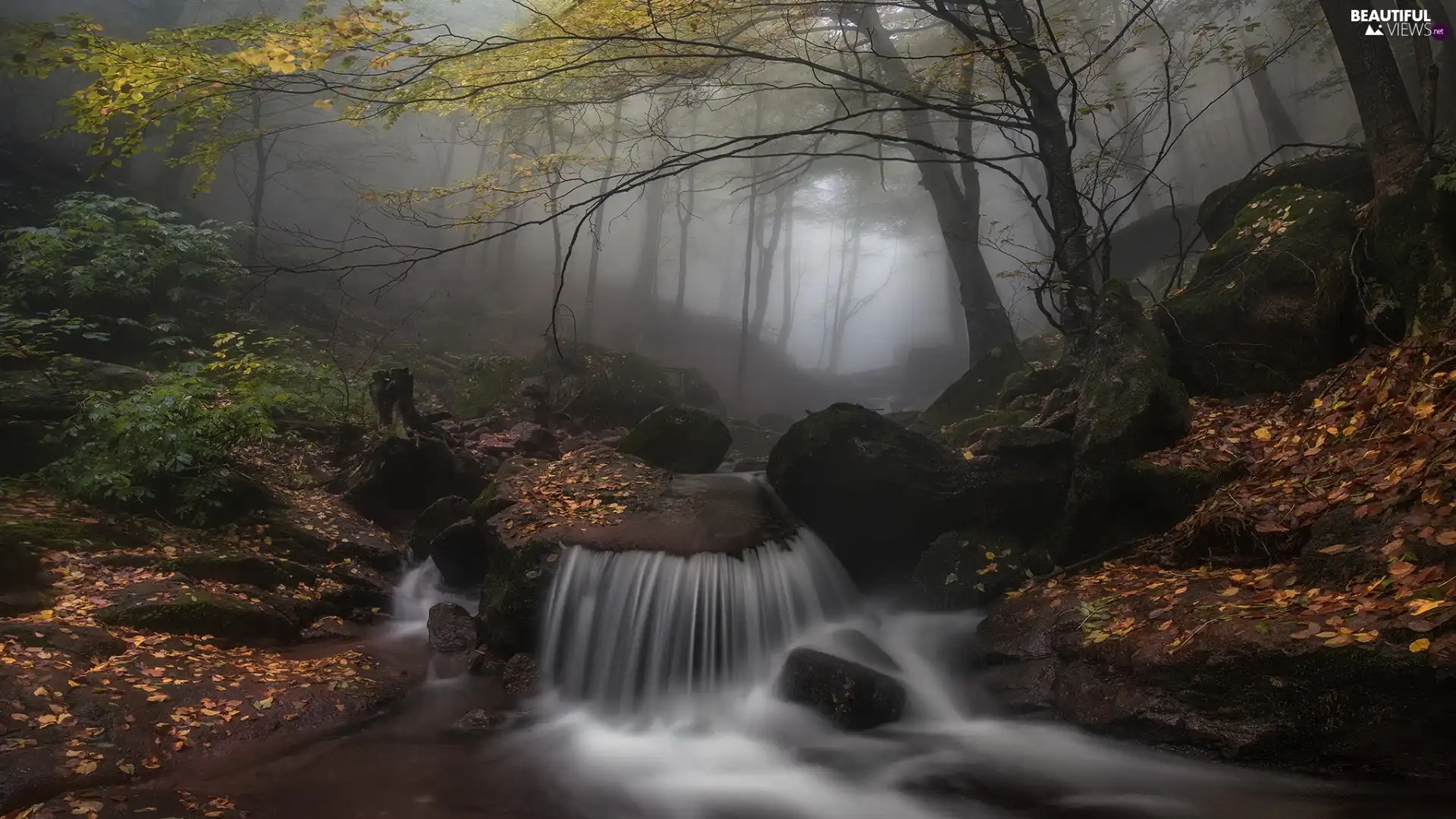 Fog, trees, River, viewes, Stones, forest, autumn, Leaf
