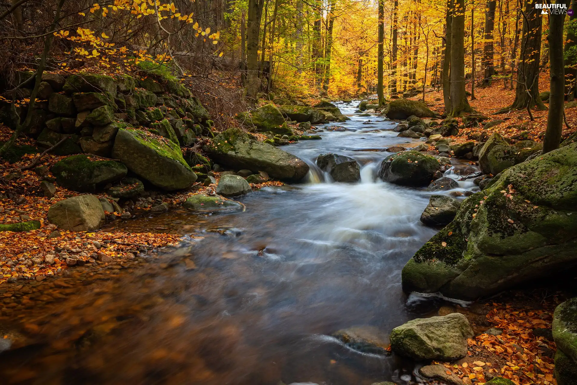forest, trees, rocks, viewes, Stones, River, autumn, Leaf