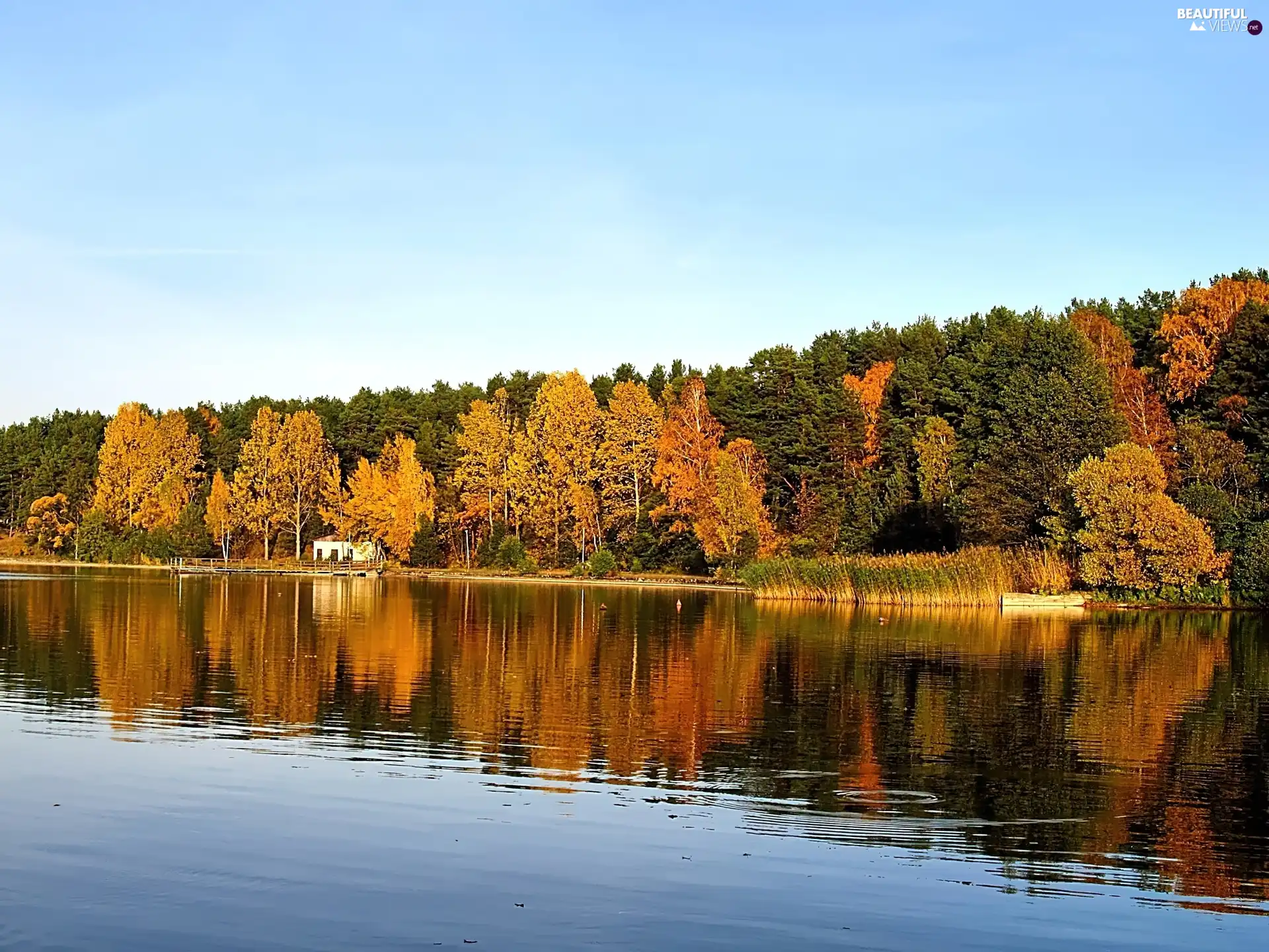 trees, lake, Leaf, Sky, viewes, autumn