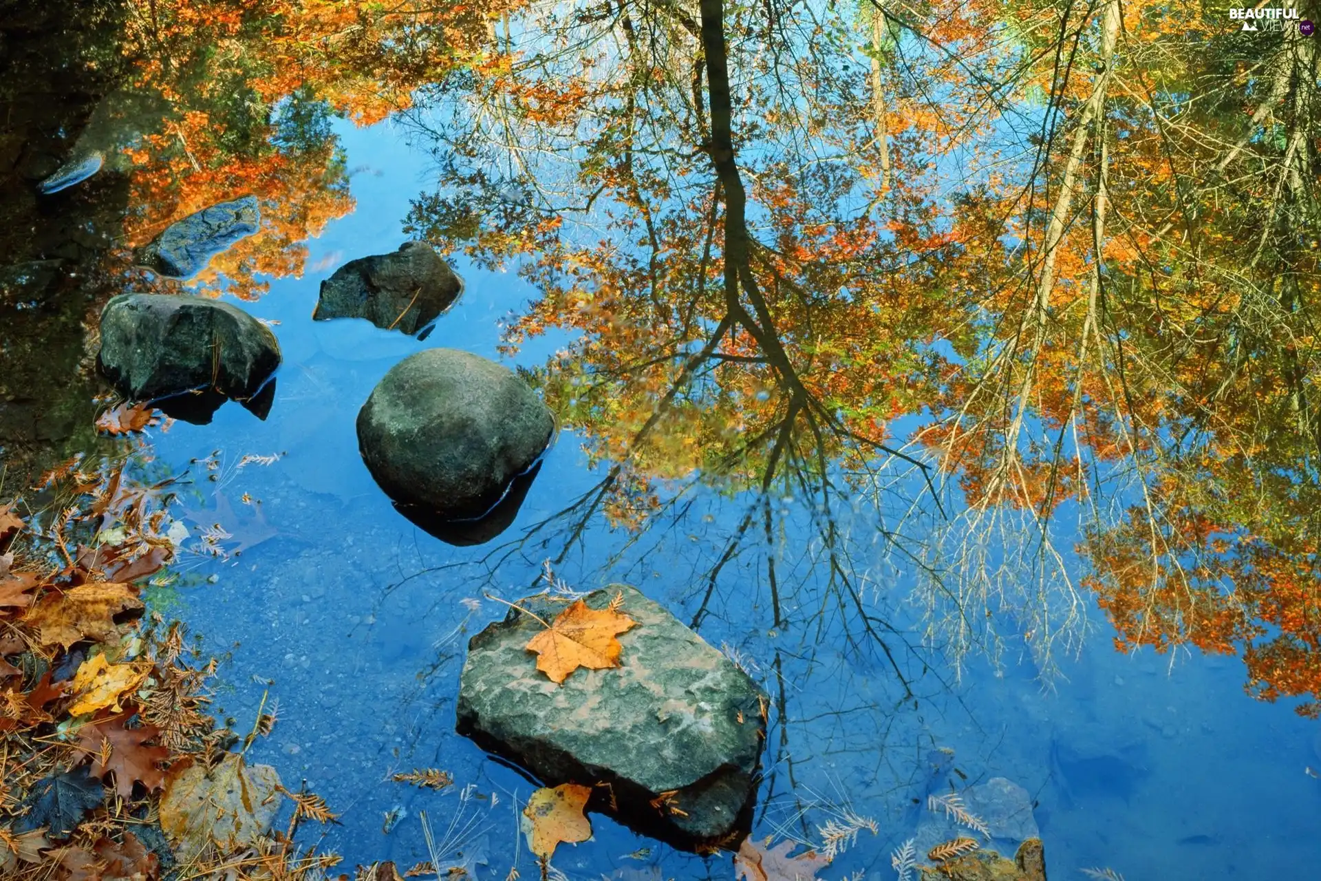 Leaf, lake, Stones