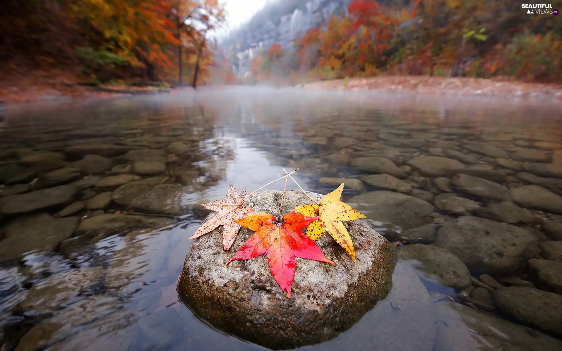 Leaf, River, Stones