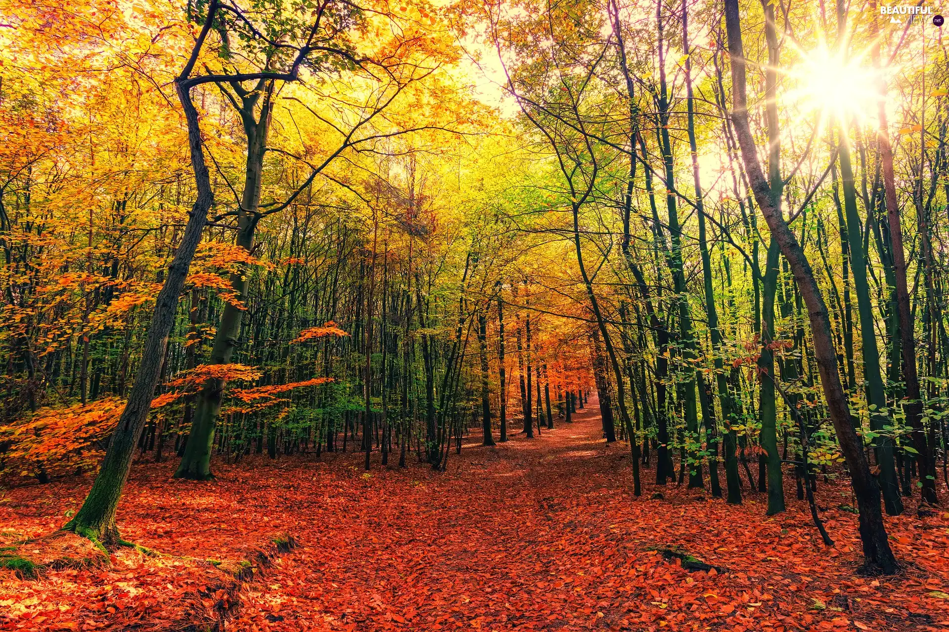 Leaf, autumn, viewes, rays of the Sun, trees, Way