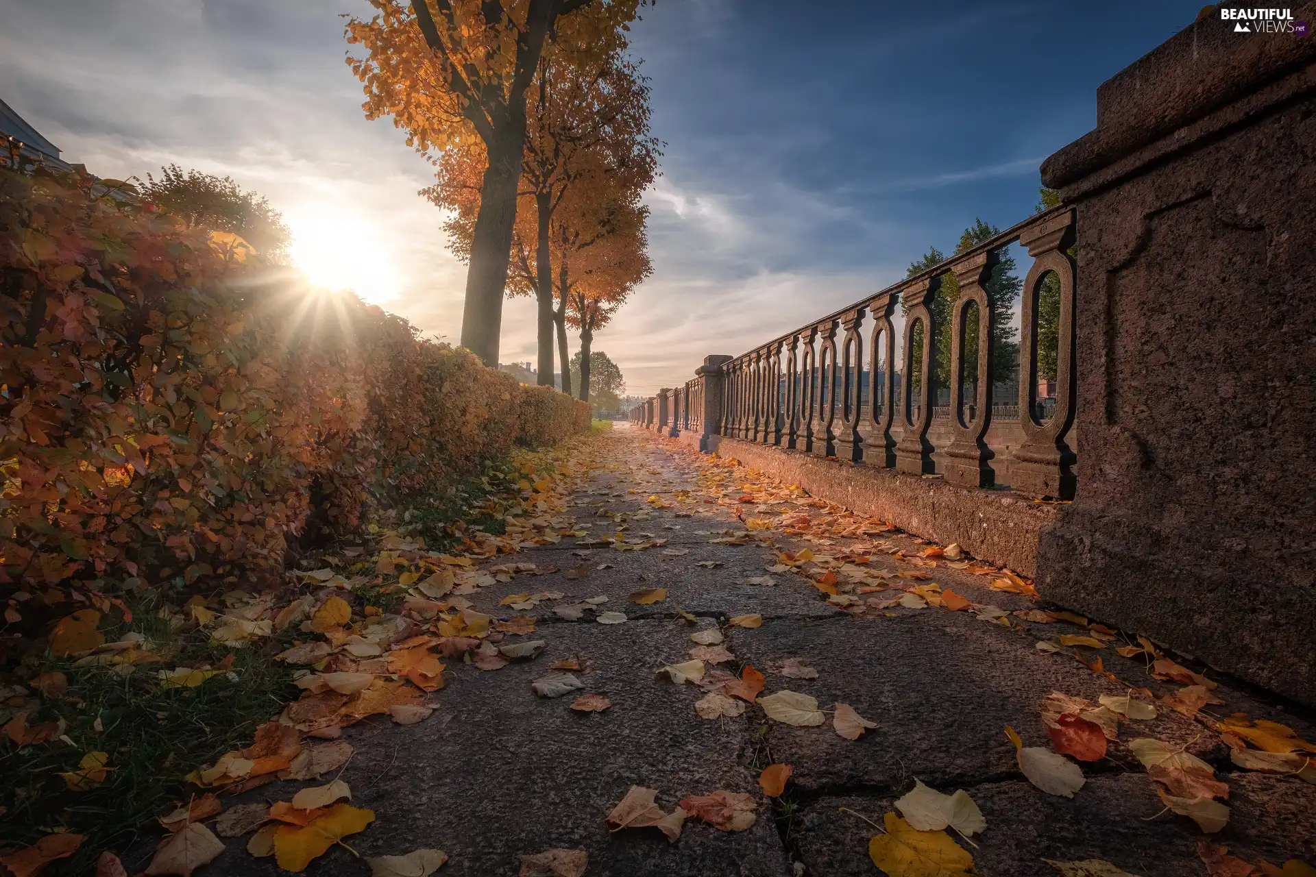 hedge, fence, trees, Leaf, viewes, autumn, Way, rays of the Sun, fallen, Bush