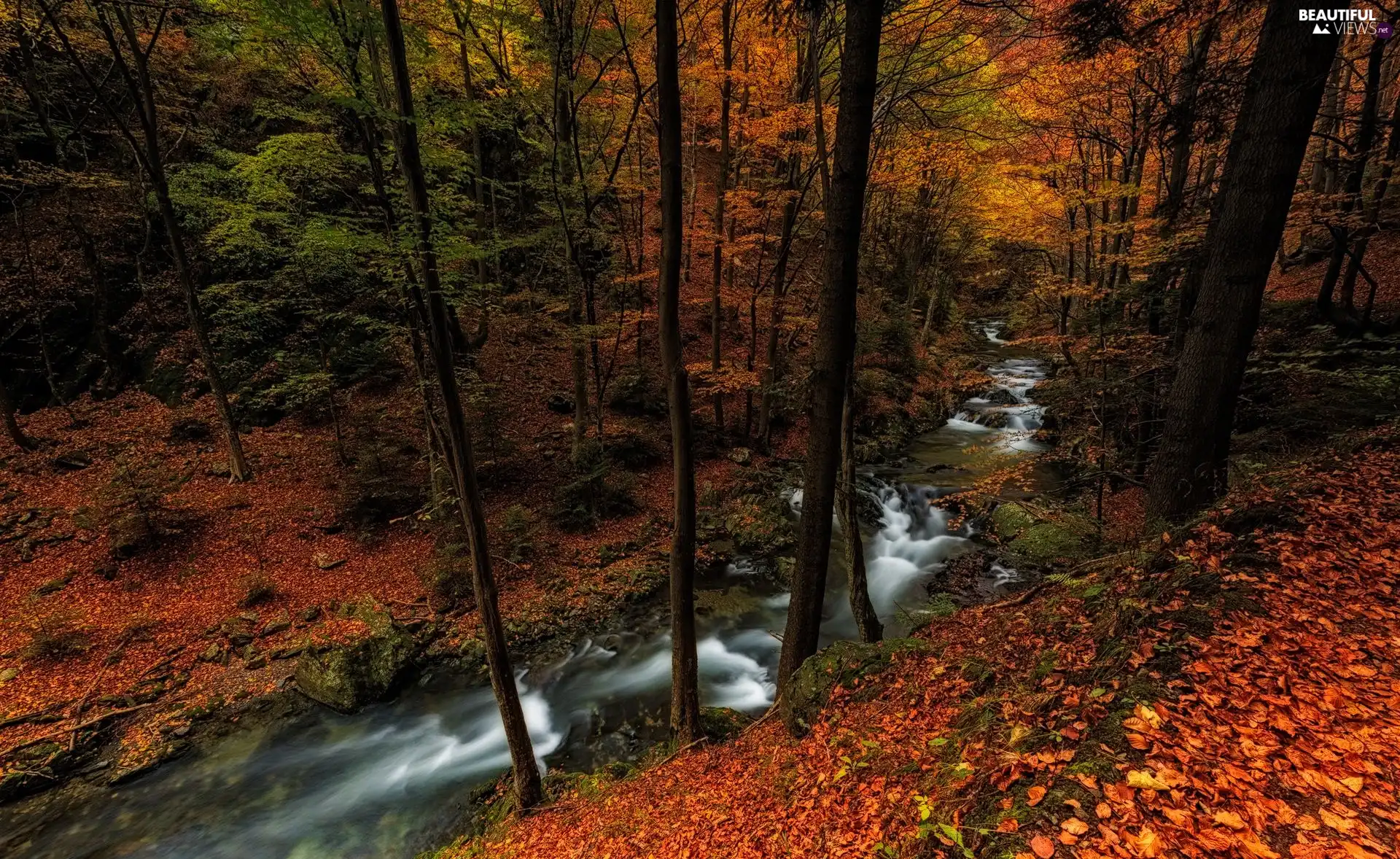 viewes, forest, autumn, Leaf, River, trees