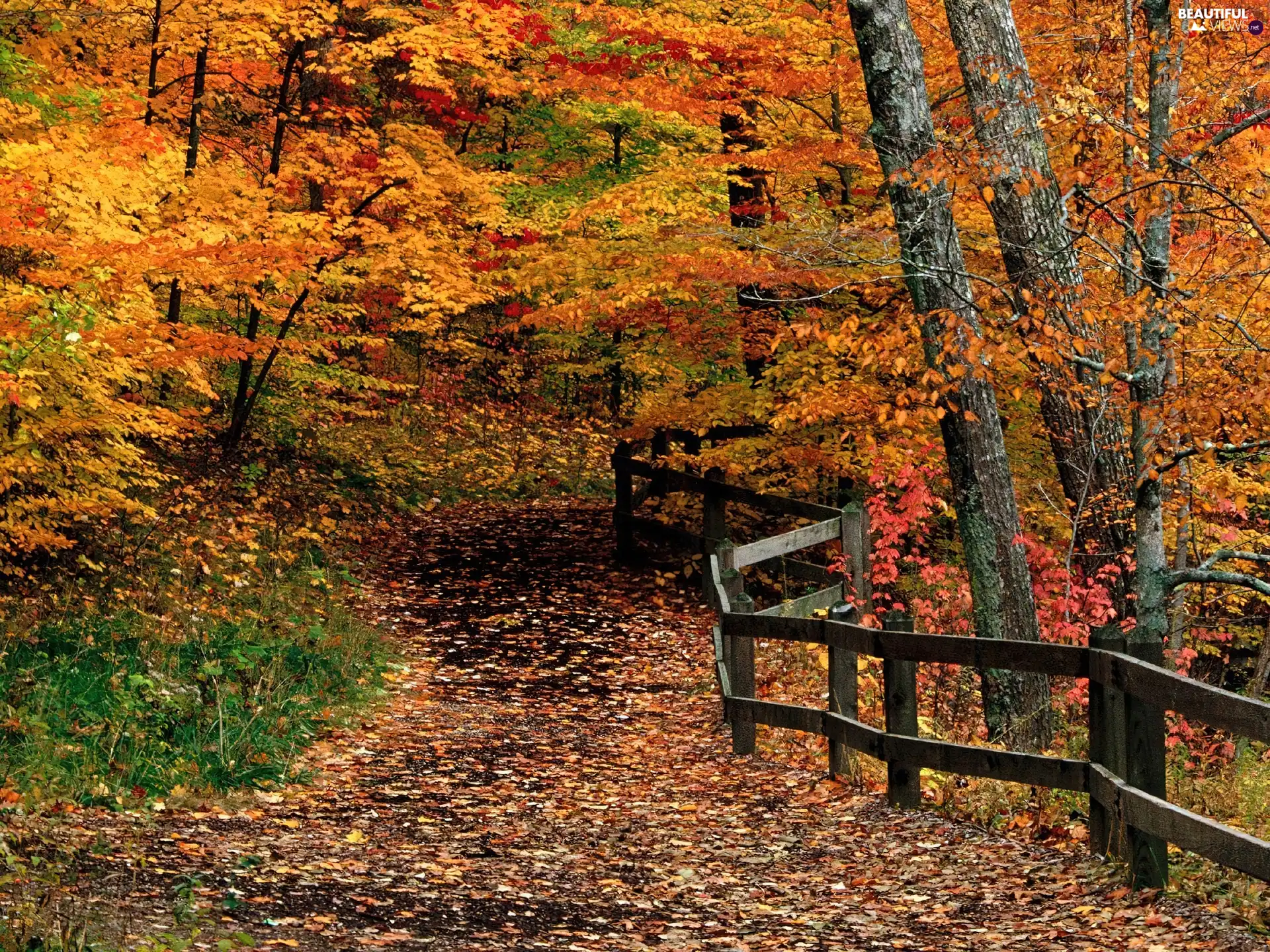 Yellow, forest, Leaf, trees, Orange, Autumn