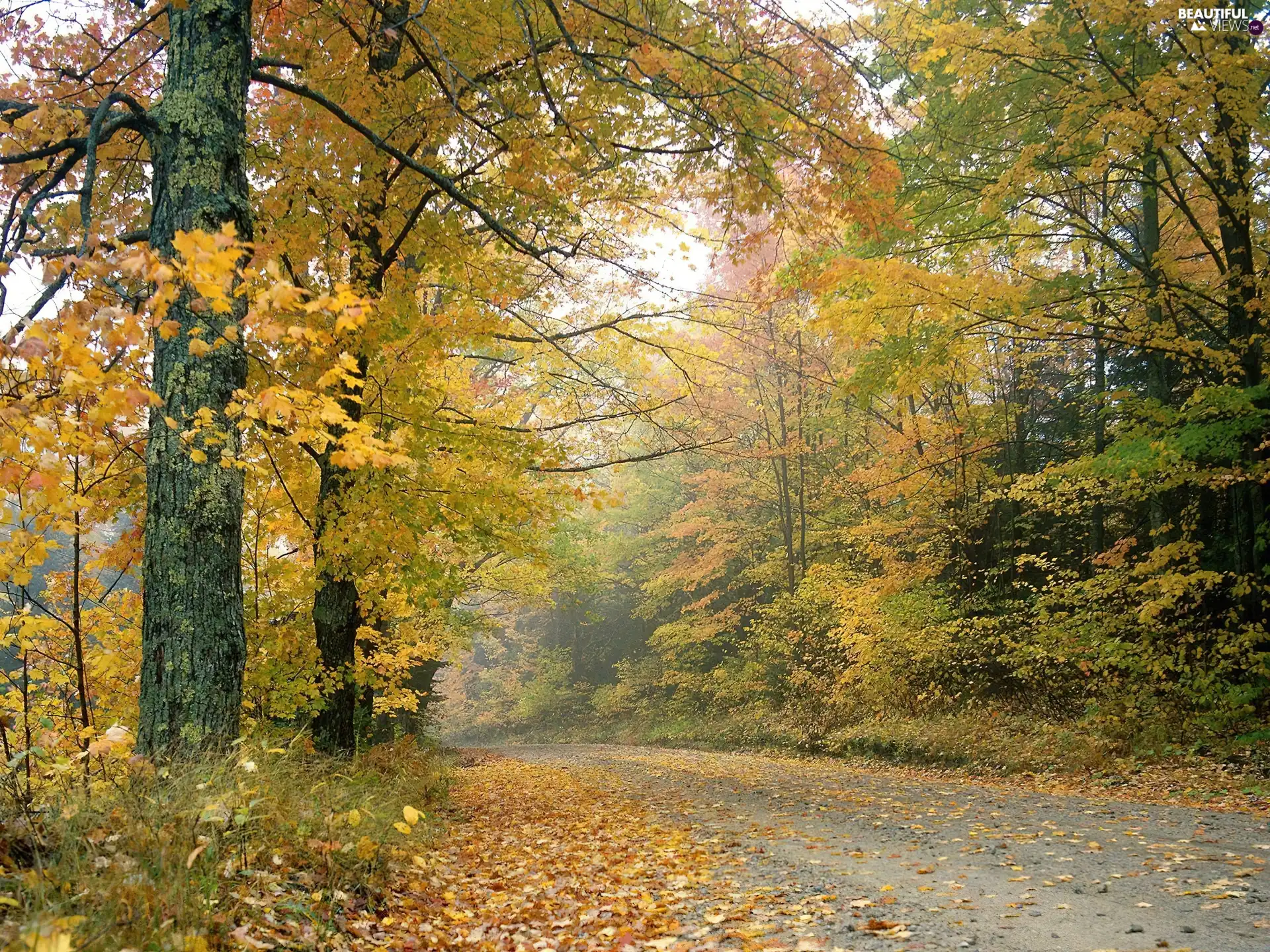 Leaf, trees, forest, Yellow, Path