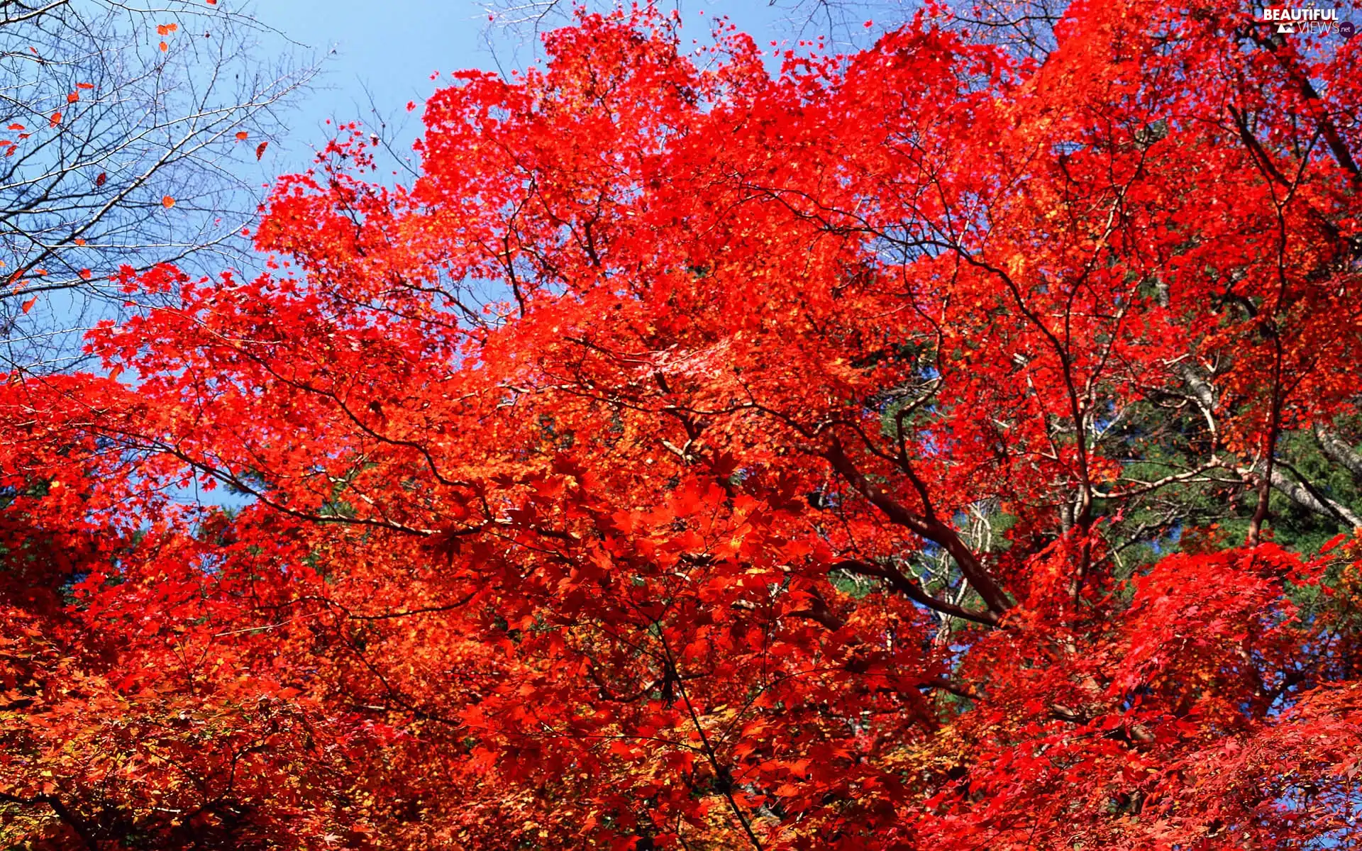 trees, Red, Leaf, viewes