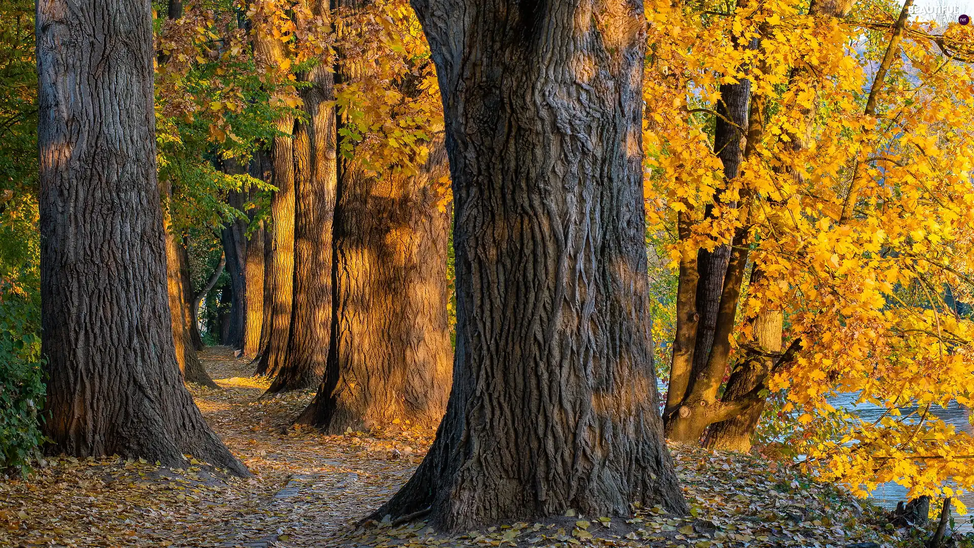 viewes, autumn, Yellowed, Leaf, clones, trees