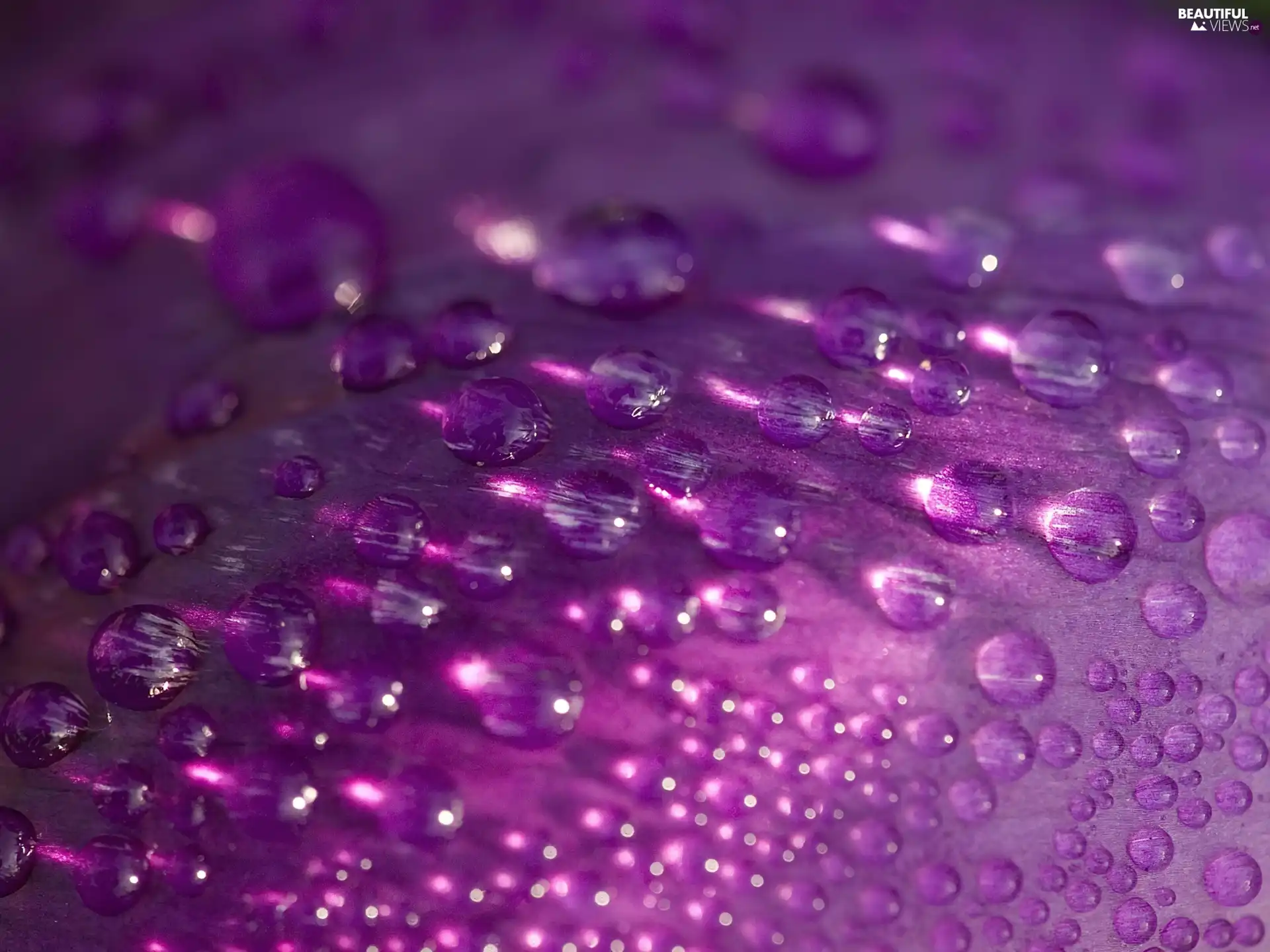 leaf, drops, water