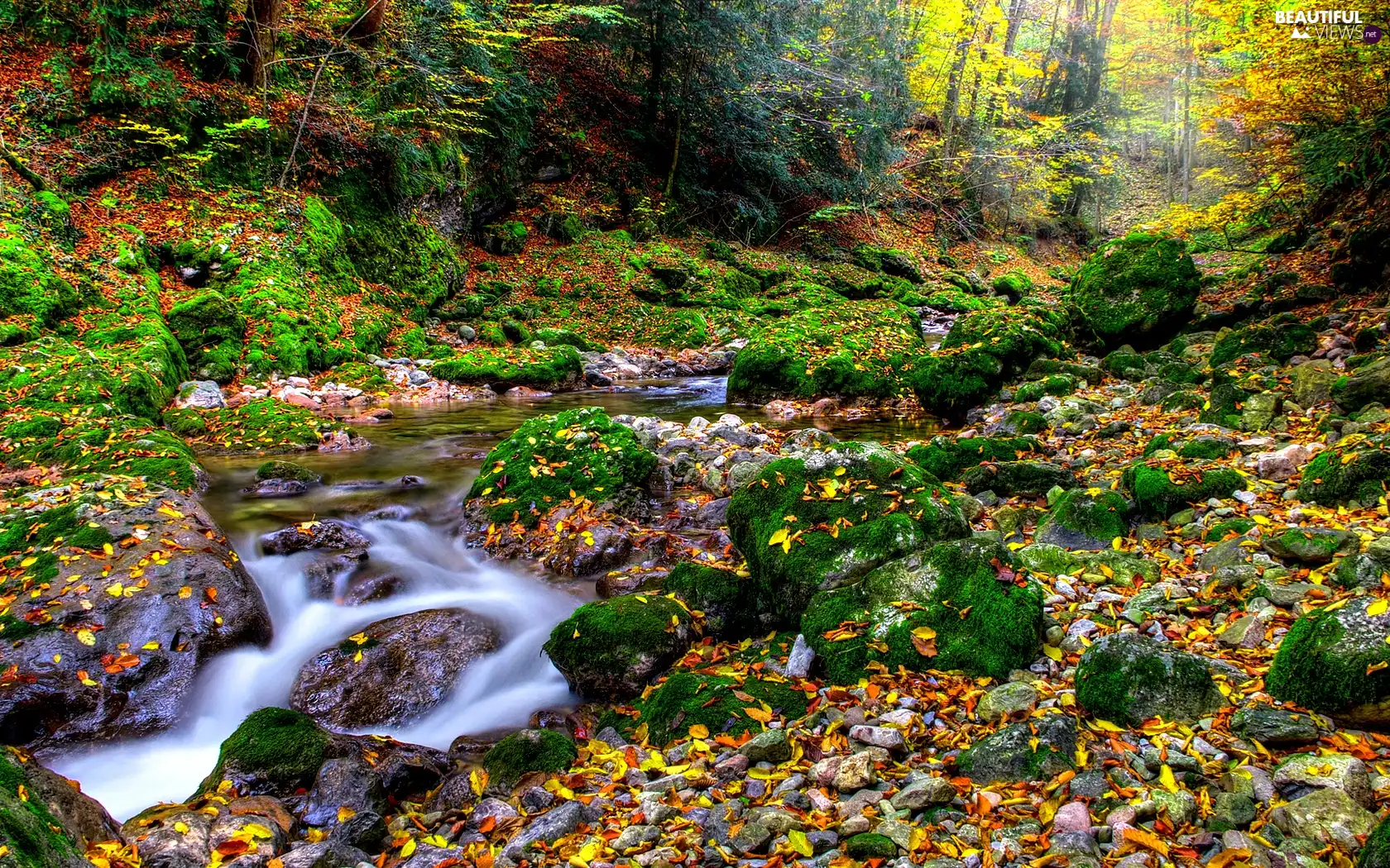 Leaf, forest, waterfall