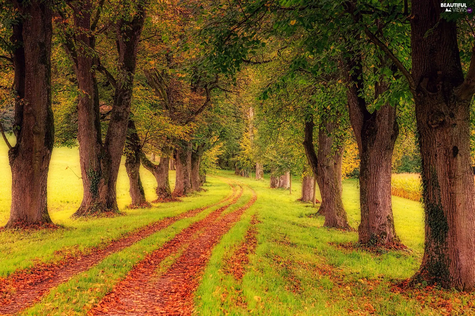 trees, autumn, grass, Leaf, viewes, Way