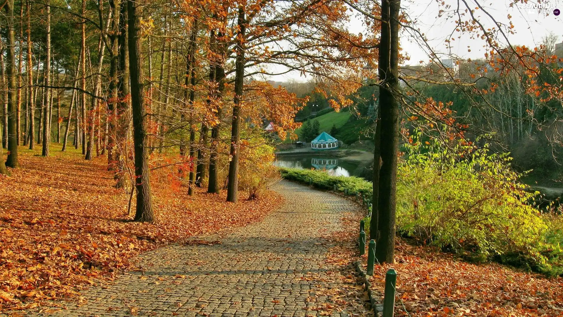 trees, Park, Leaf, Way, viewes, autumn