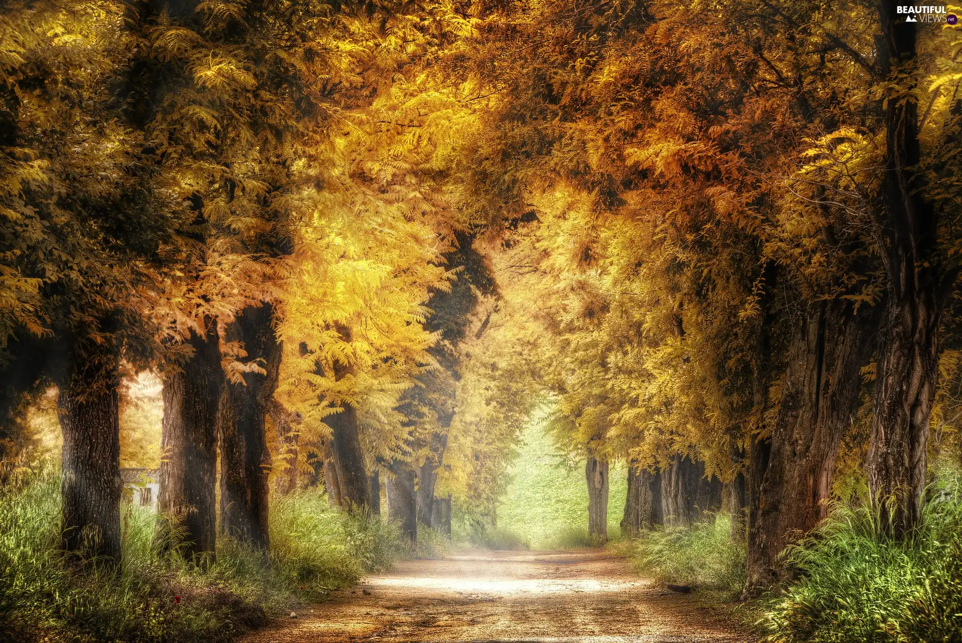 trees, autumn, Yellowed, Leaf, viewes, Way