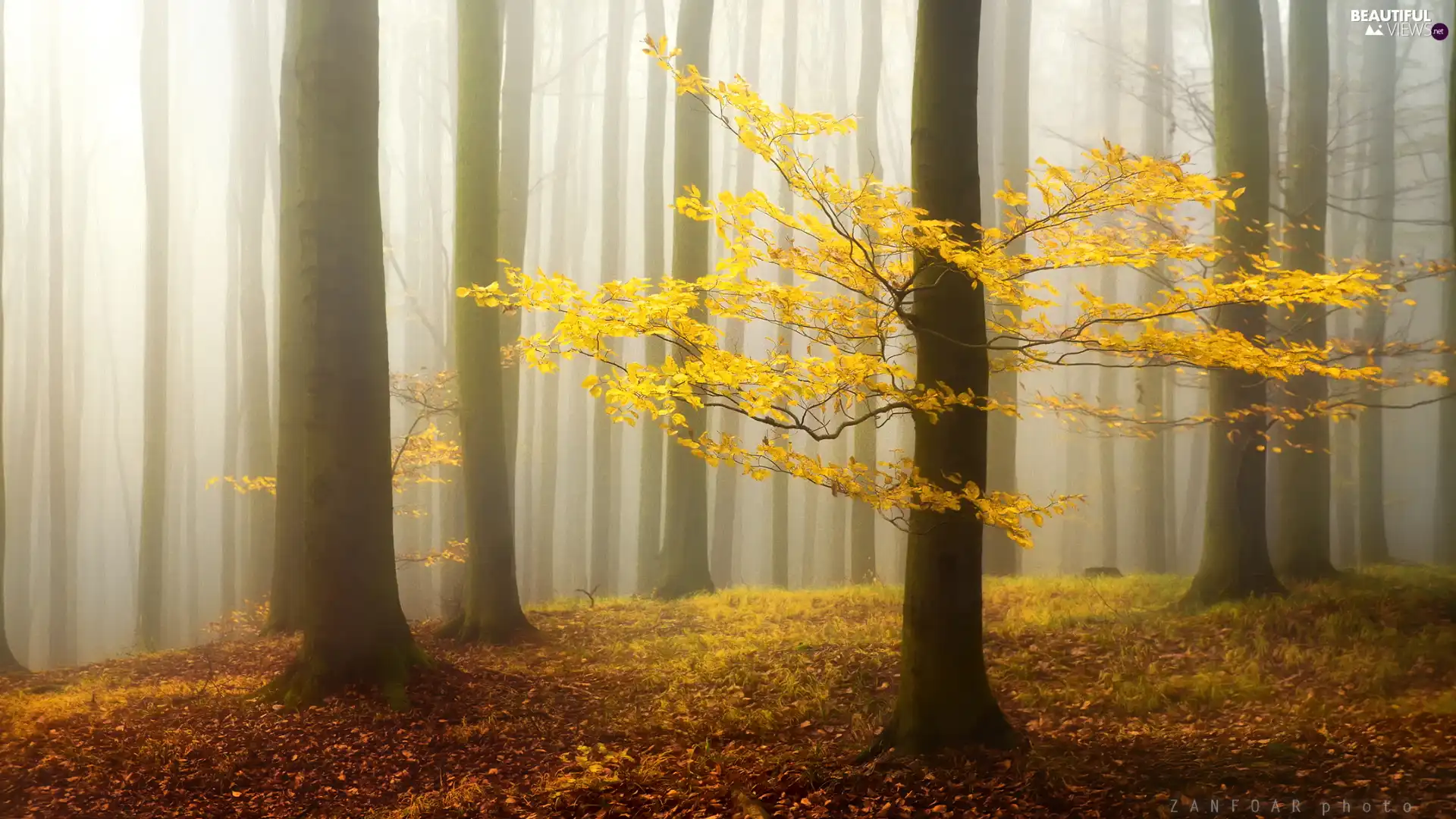 viewes, Fog, Yellowed, trees, forest, branch pics, Leaf