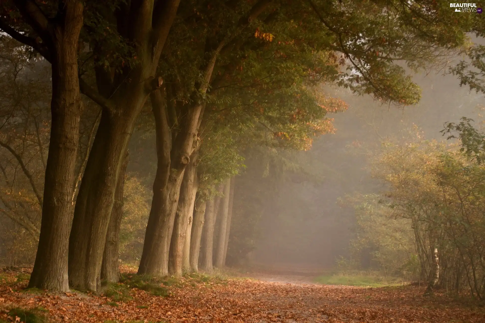 leaved, Fog, Way, forest, forest