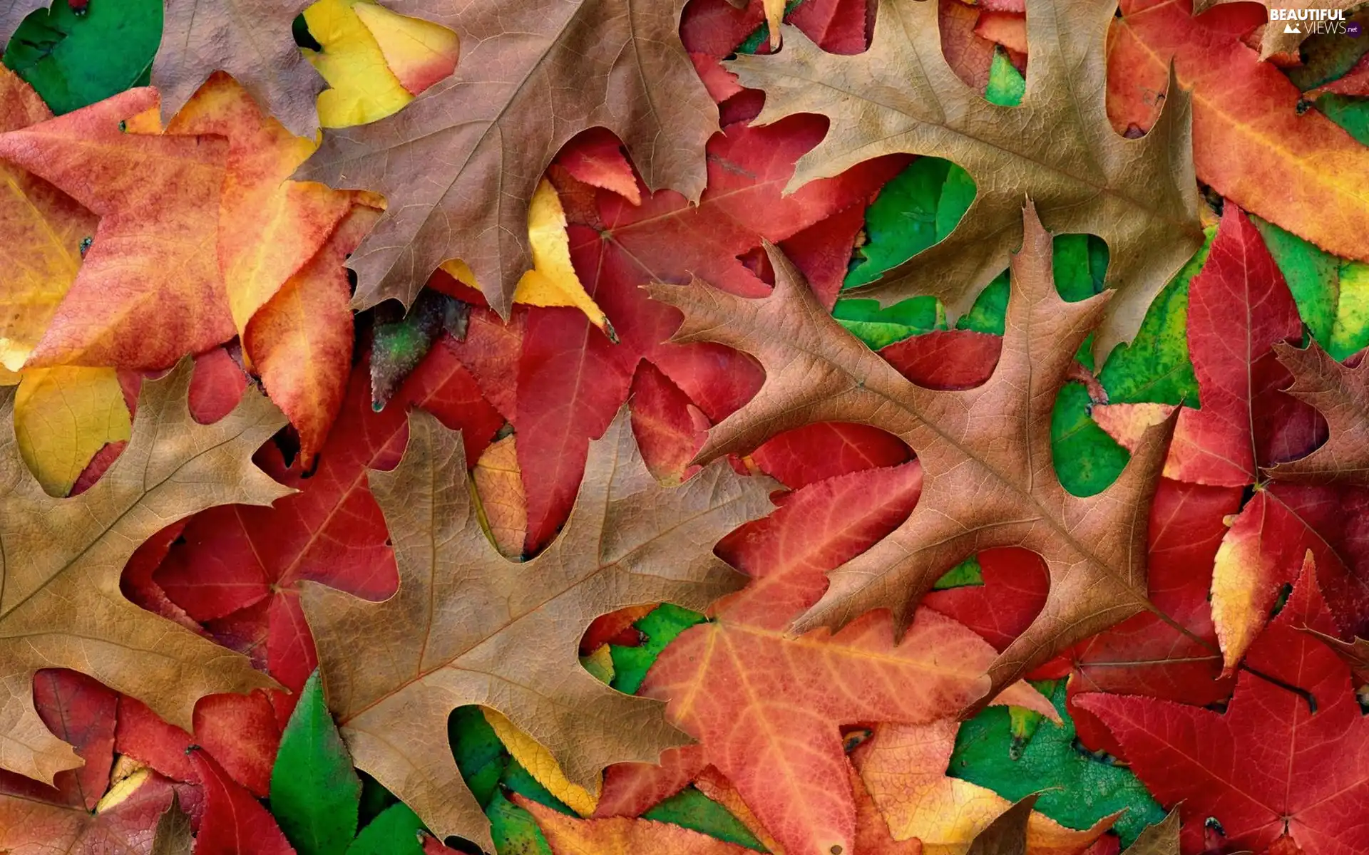 Leaves, Autumn, Colours