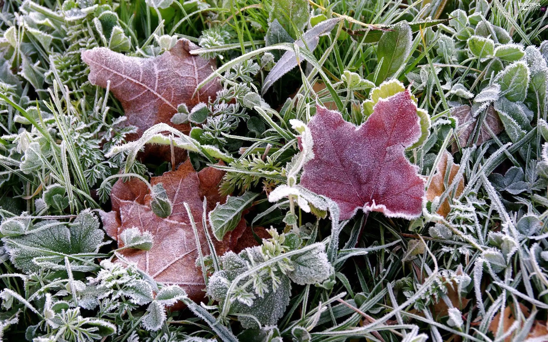 frosty, Red, leaves, Plants