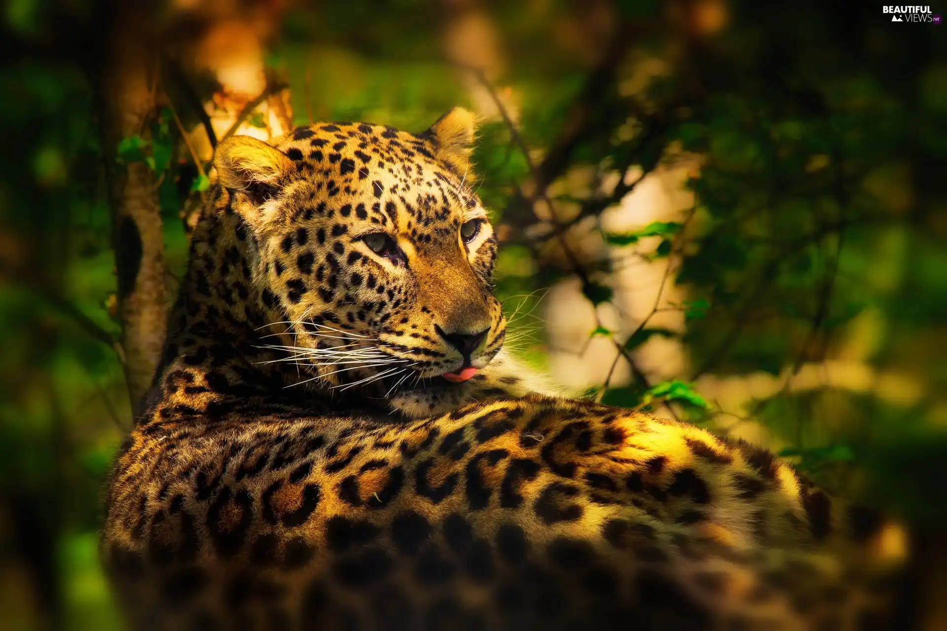 light breaking through sky, Holidaymaker, Leopards