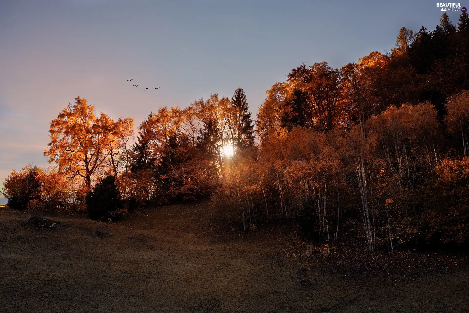 Przebijające, ligh, trees, sun, luminosity, autumn, forest, flash