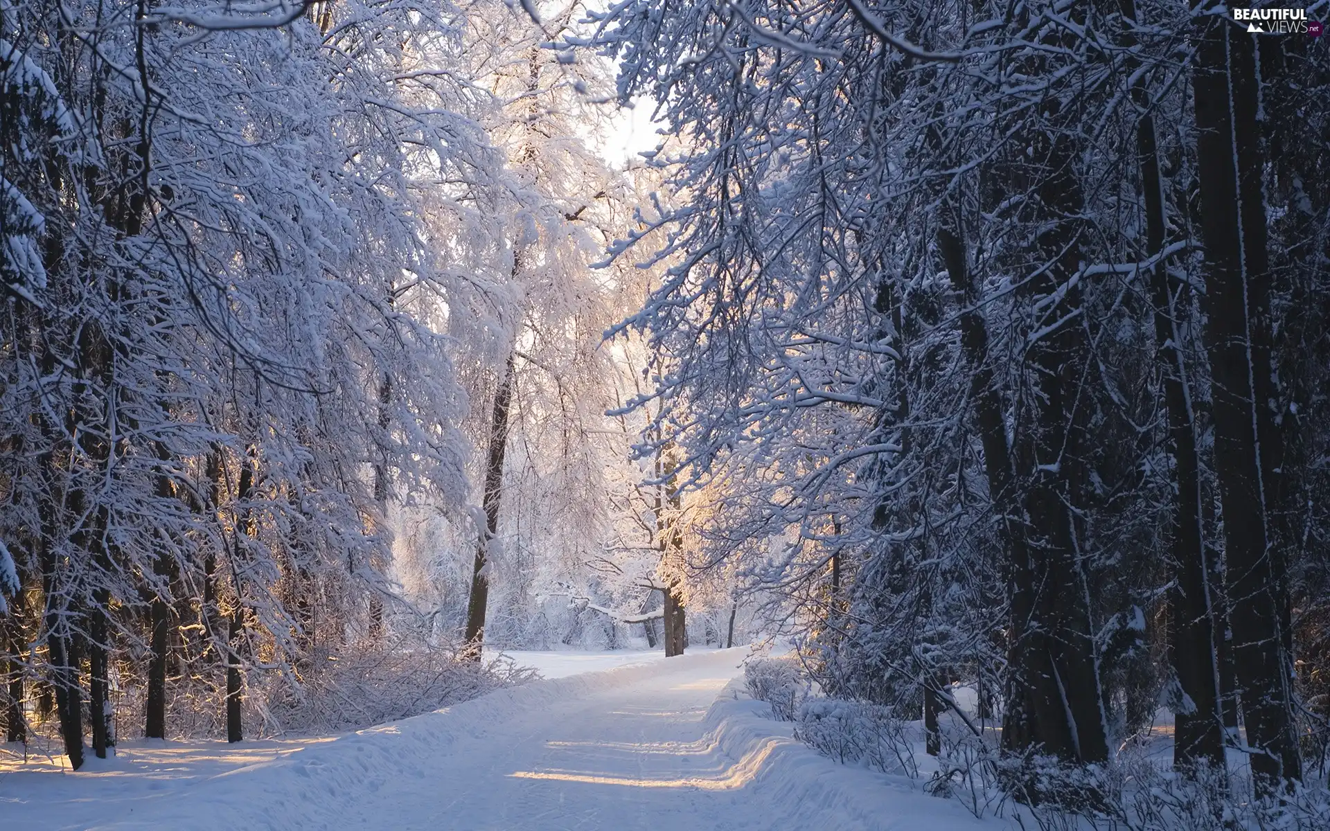 Przebijające, ligh, winter, sun, luminosity, Way, forest, flash