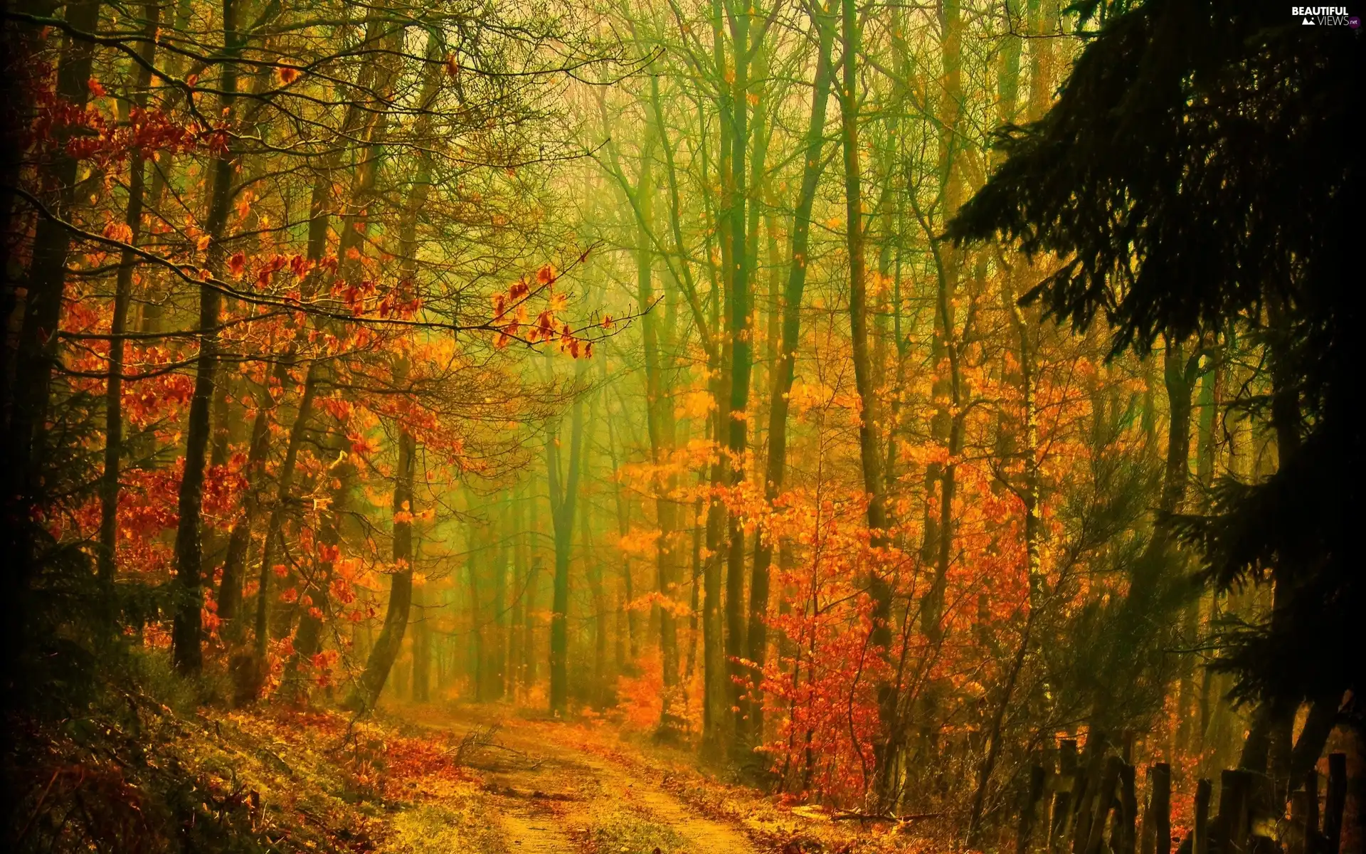 Przebijające, ligh, autumn, sun, luminosity, Way, forest, flash