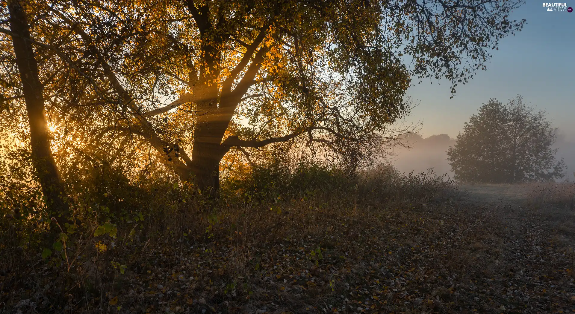 light breaking through sky, autumn, morning, Leaf, Fog, trees