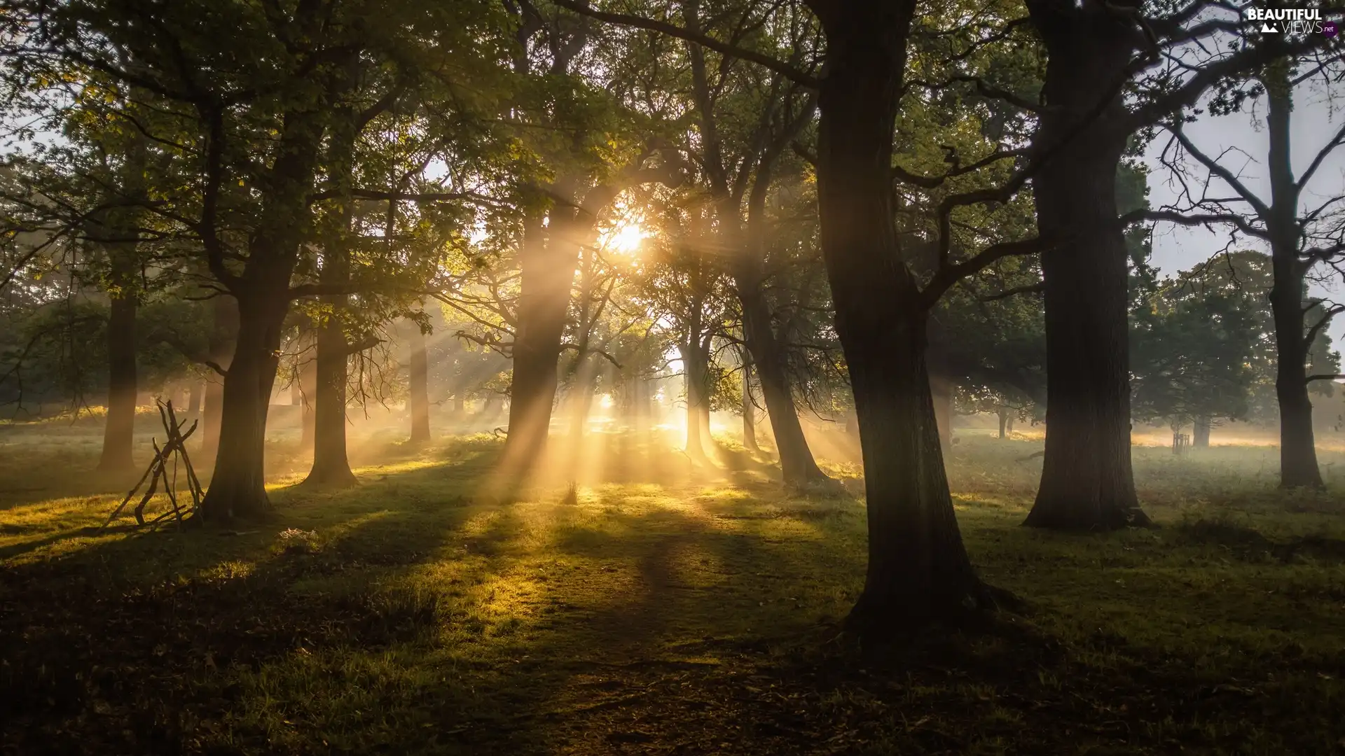 light breaking through sky, viewes, Fog, sun, trees, sun, dawn