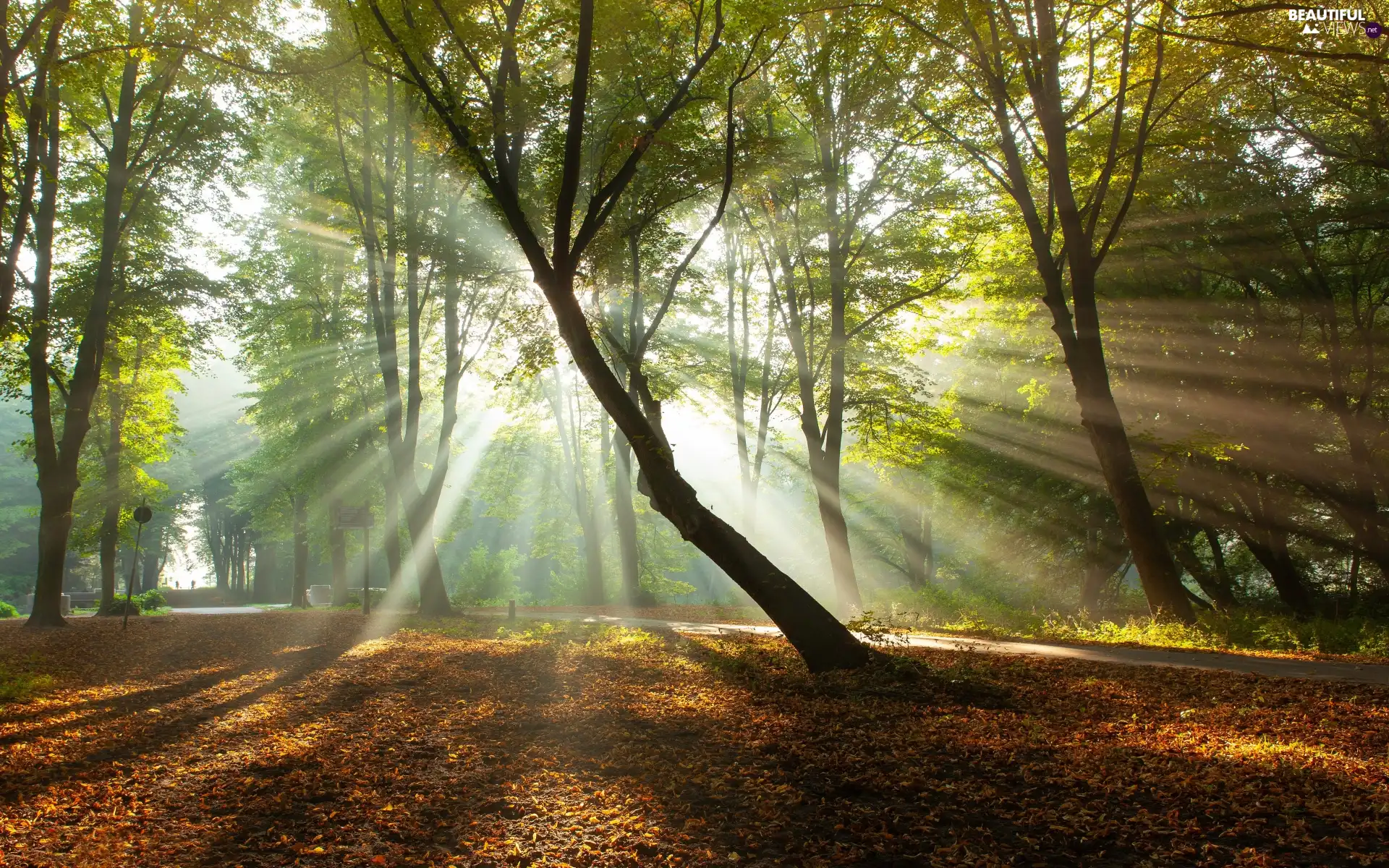 light breaking through sky, trees, lane, viewes, Park, sunny, autumn