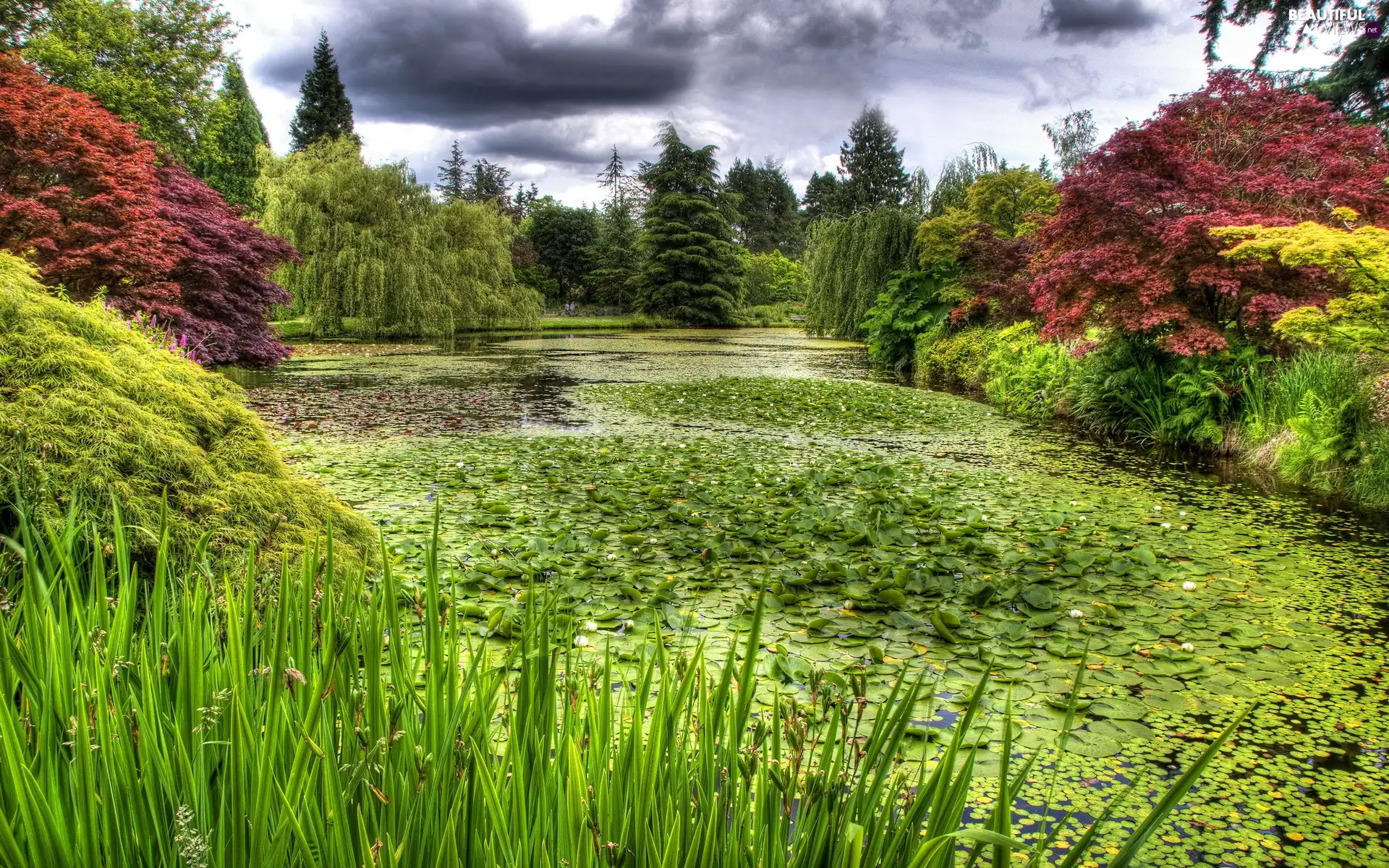 viewes, Park, water, Pond - car, lilies, trees