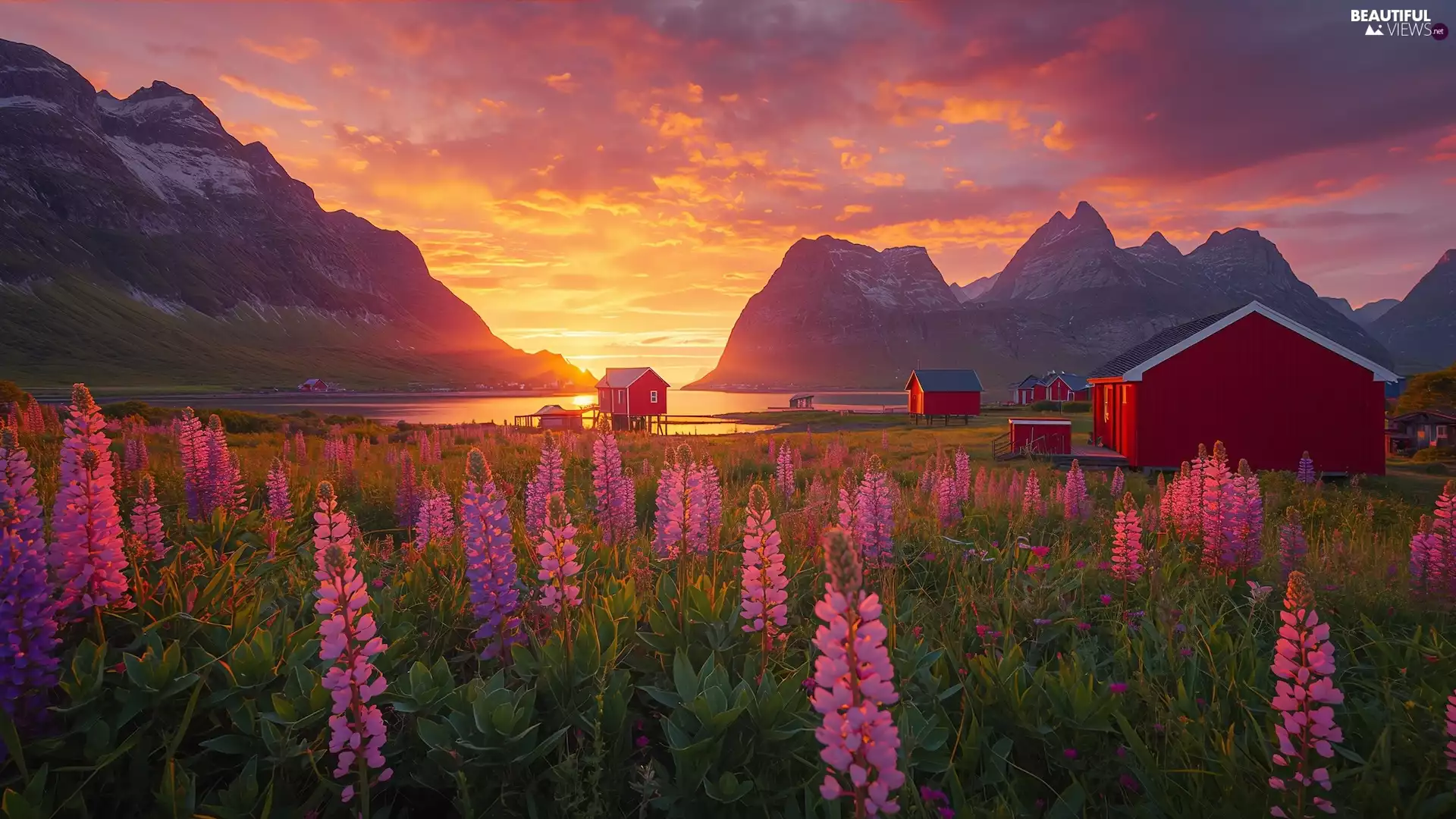 Lofoten, Norway, sea, Mountains, Flowers, lupine, Houses, Meadow, Red