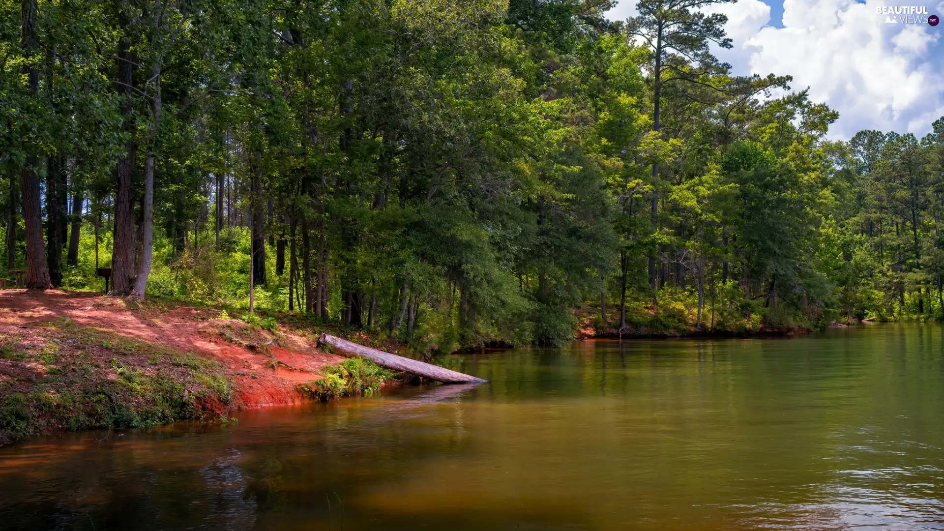 viewes, forest, lake, log, coast, trees