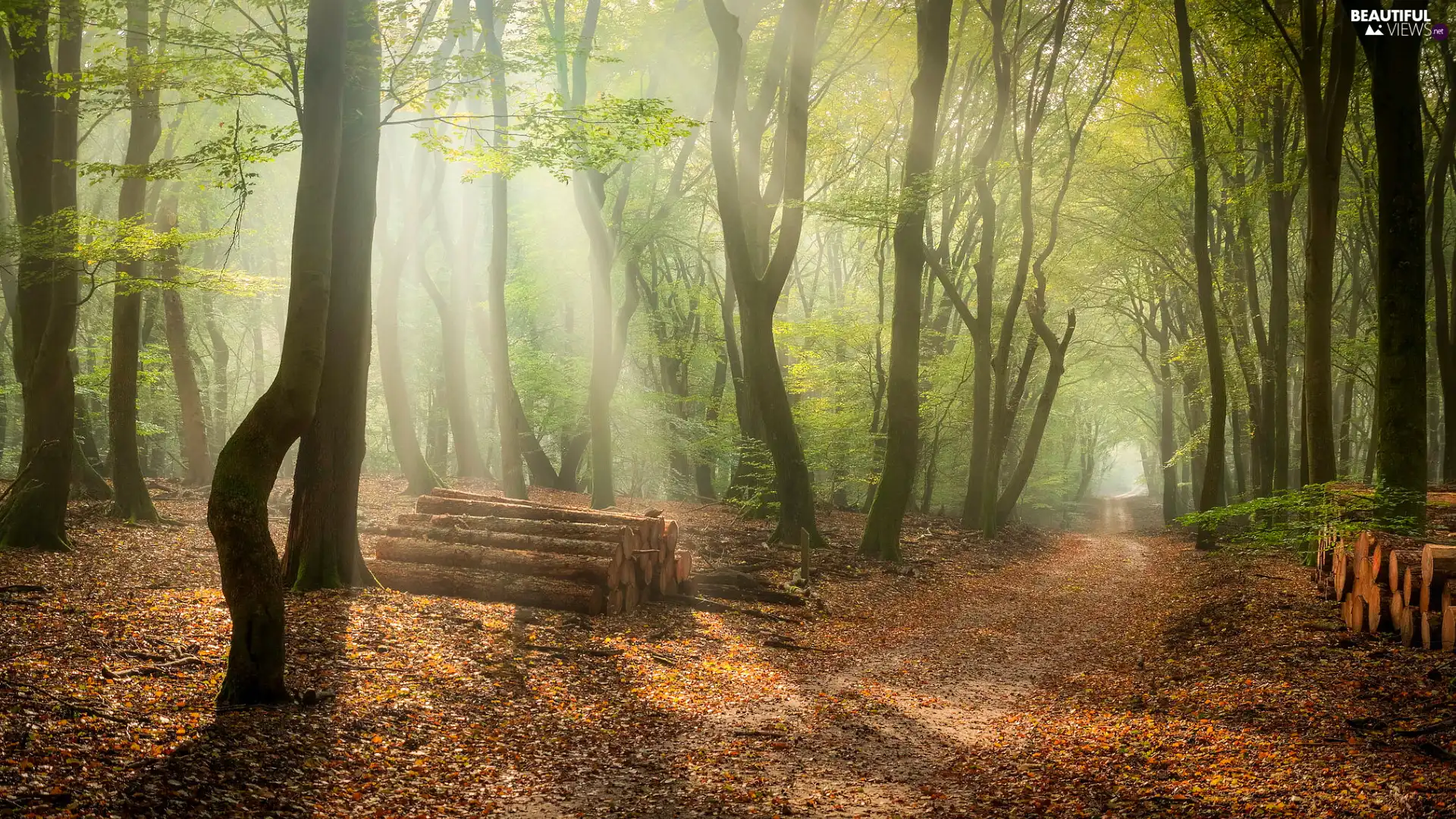 trees, Way, Fog, green ones, forest, viewes, Logs