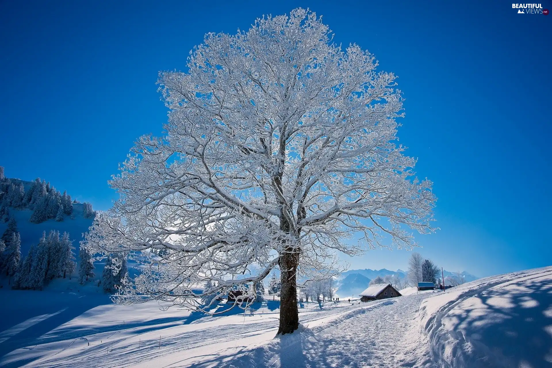 frosty, trees, hillock, lonely, A snow-covered