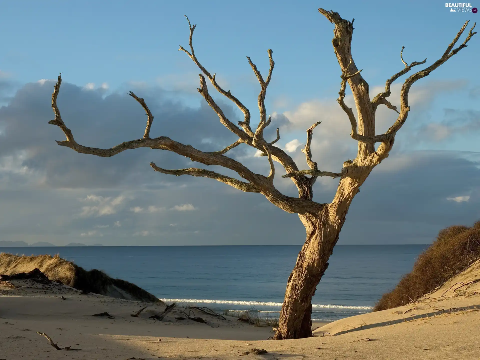 Beaches, sea, lonely, trees, naked, Waves