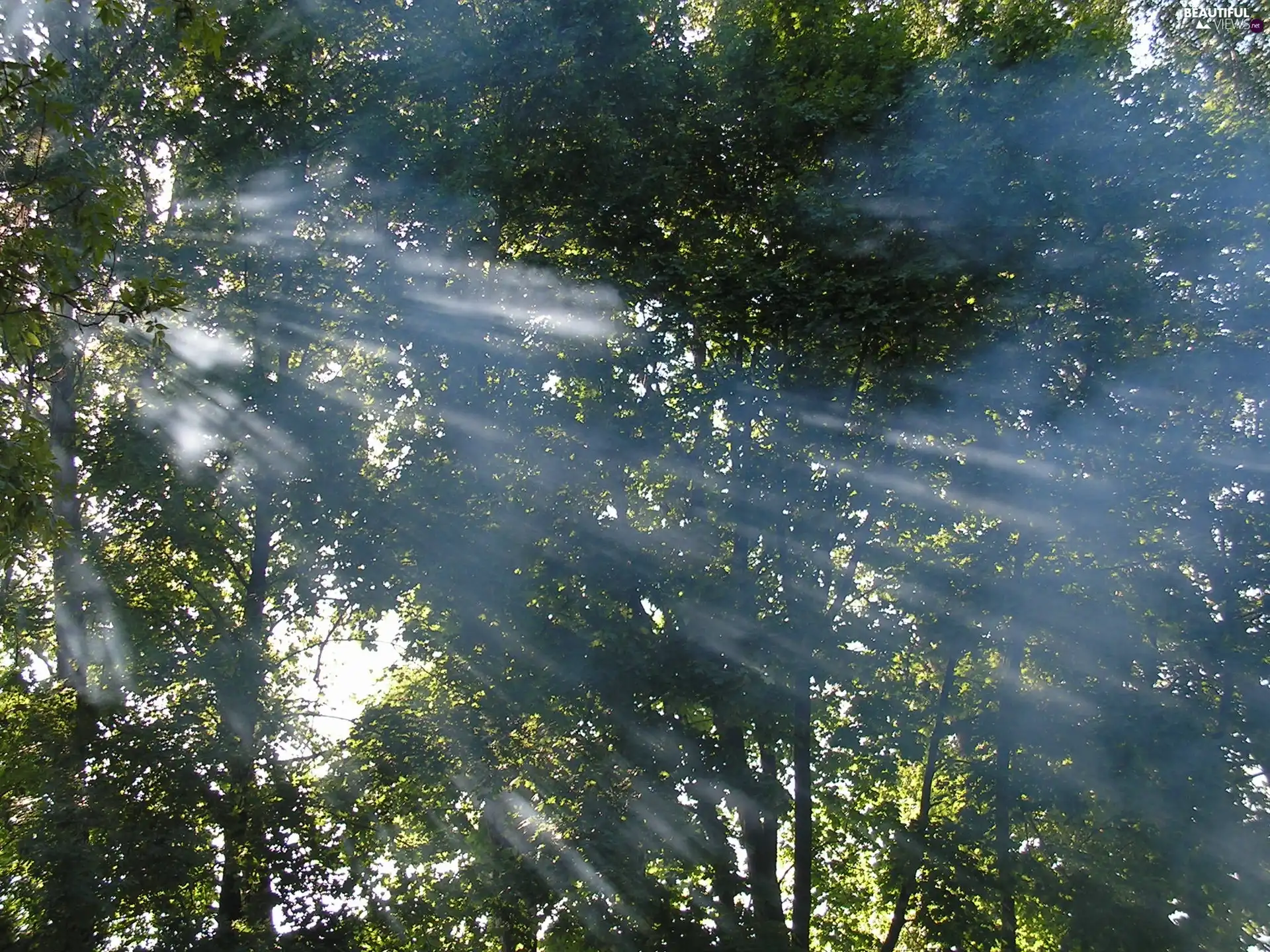 sun, Przebijające, luminosity, forest, flash, ligh