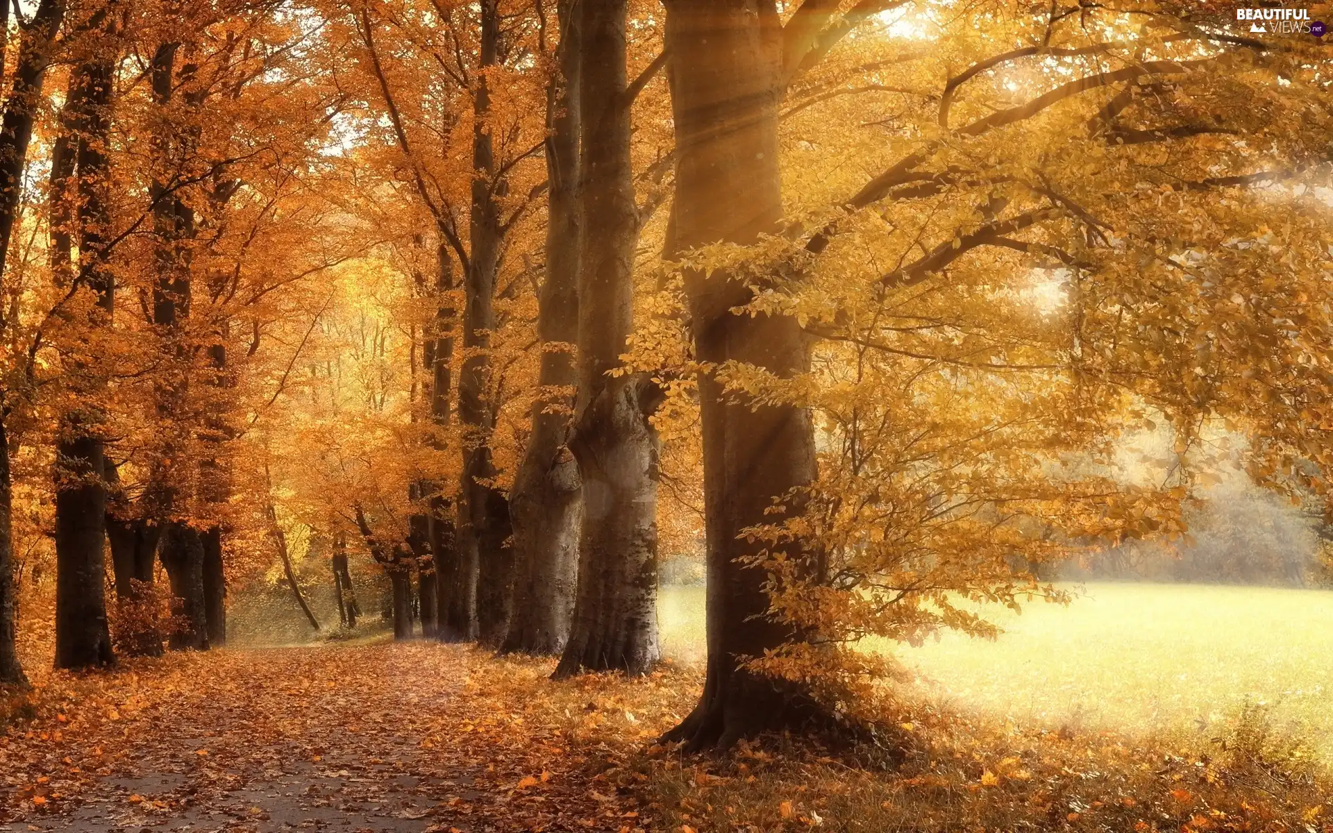Way, autumn, Leaf, Yellowed, sun, sunny, luminosity, viewes, trees, flash, ligh