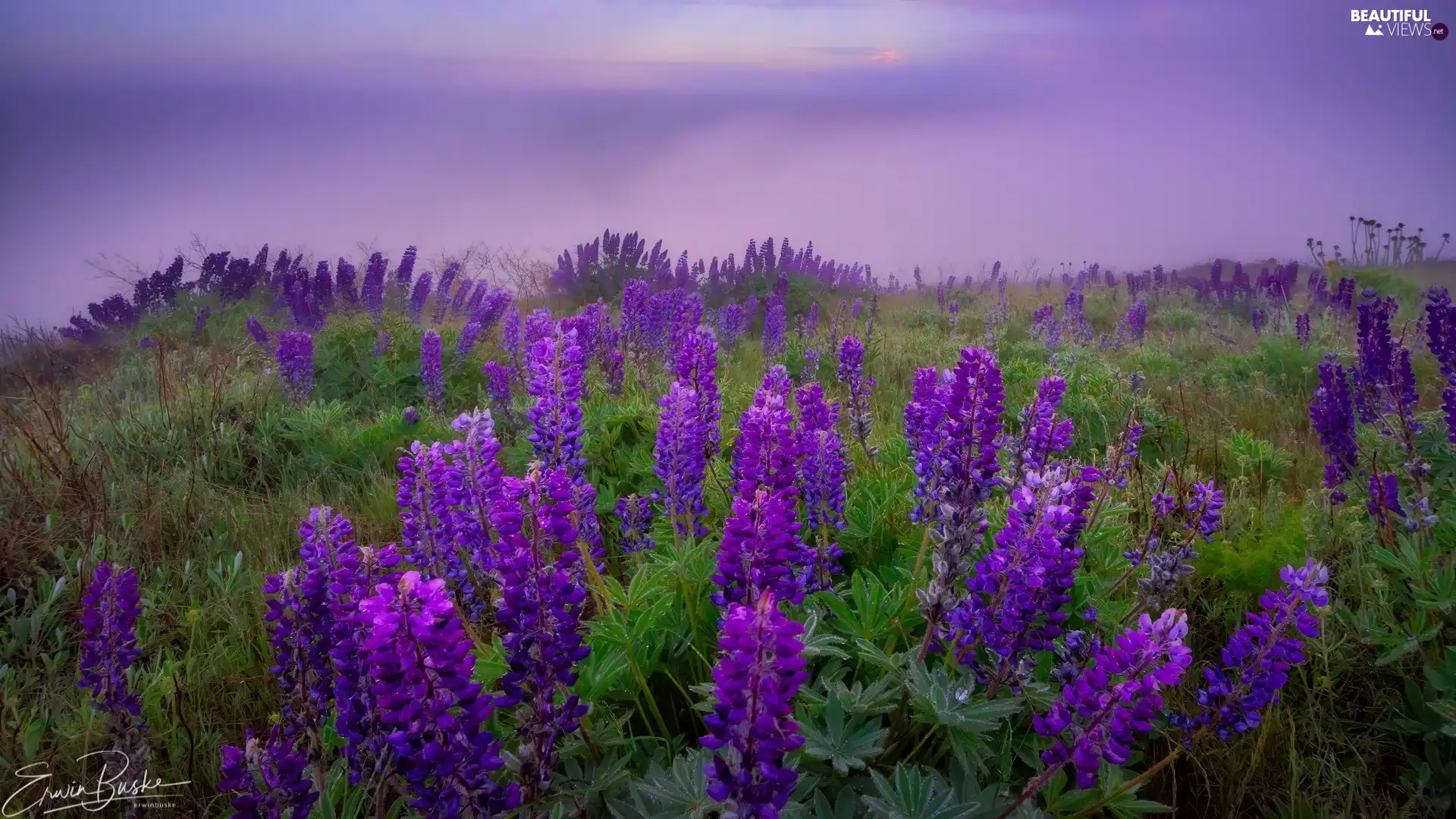 Flowers, lupine, Fog, purple, Meadow