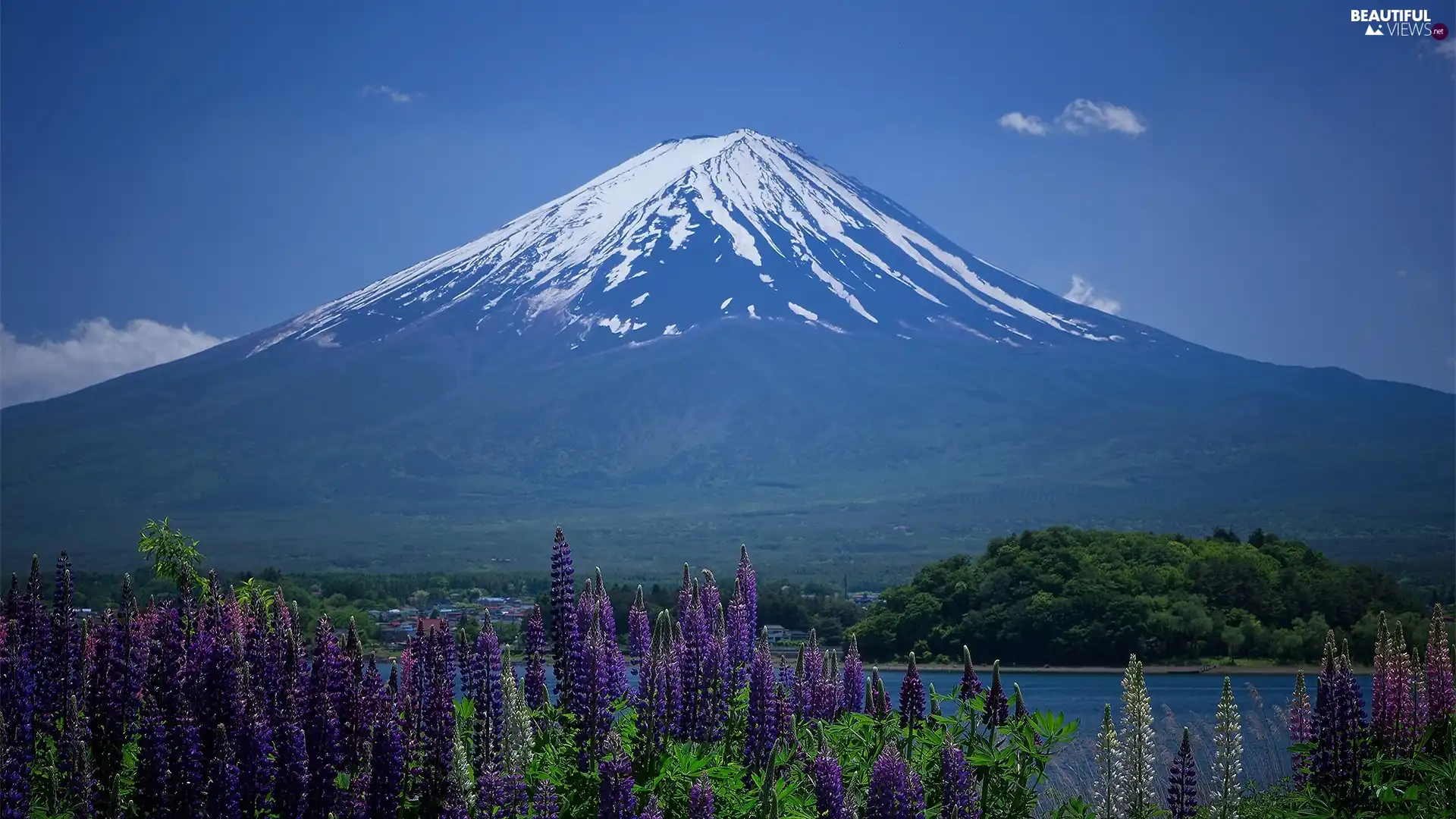 lupine, volcano, lake