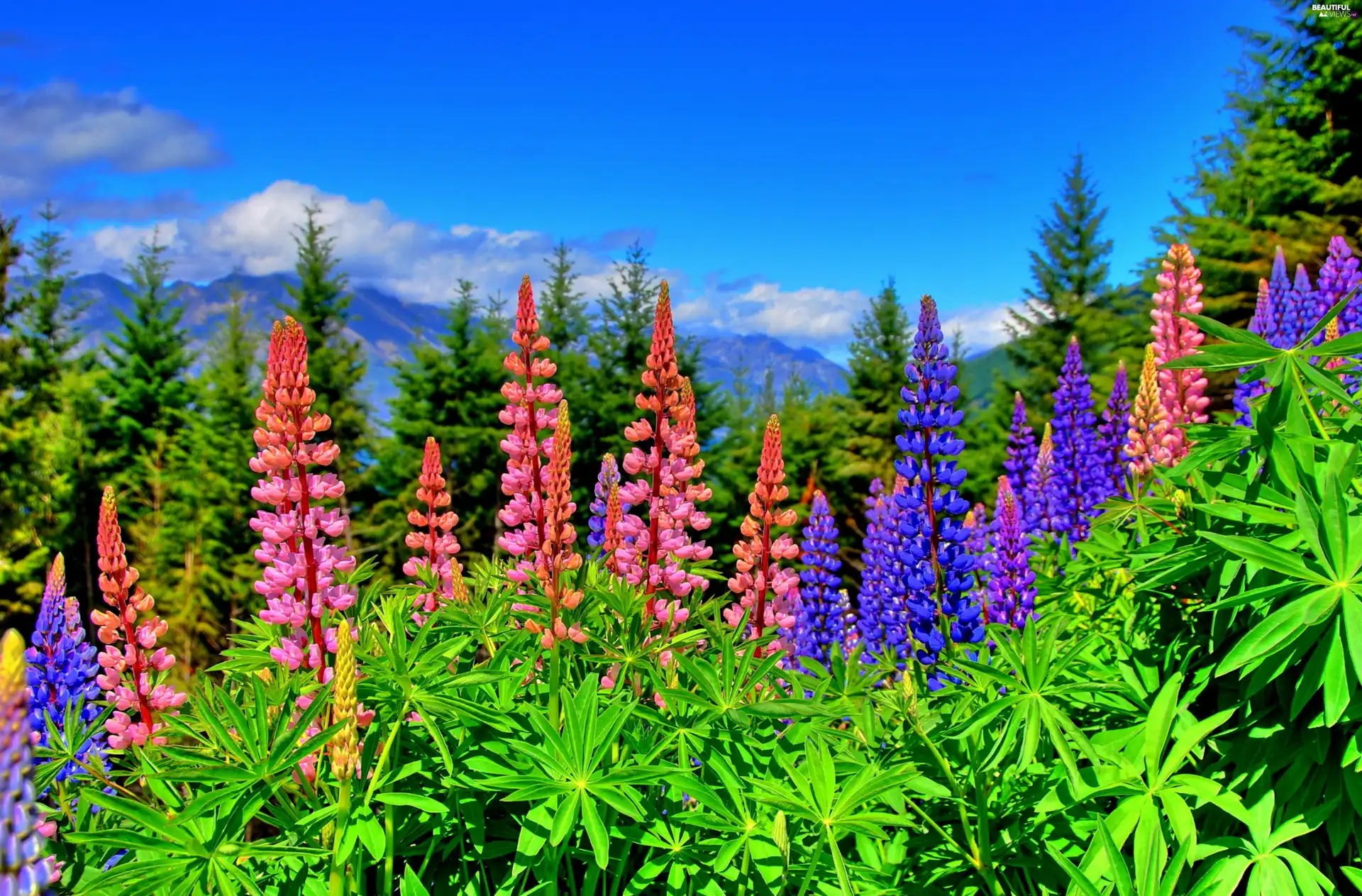 Meadow, lupine