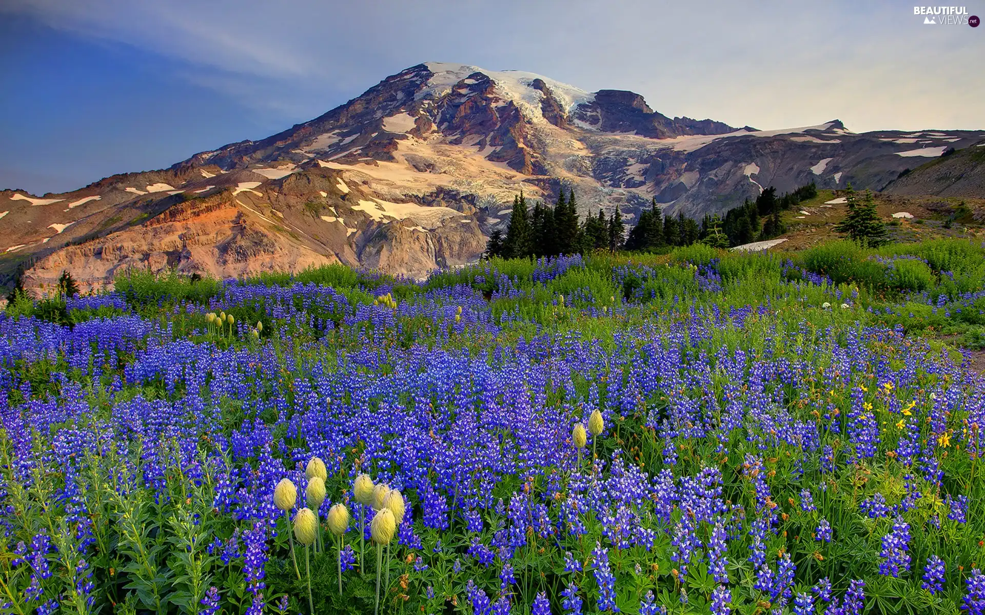 lupine, Mountains, Meadow