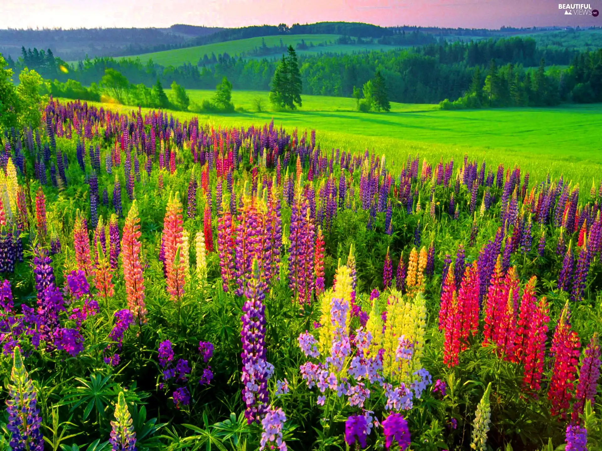 Meadow, lupine