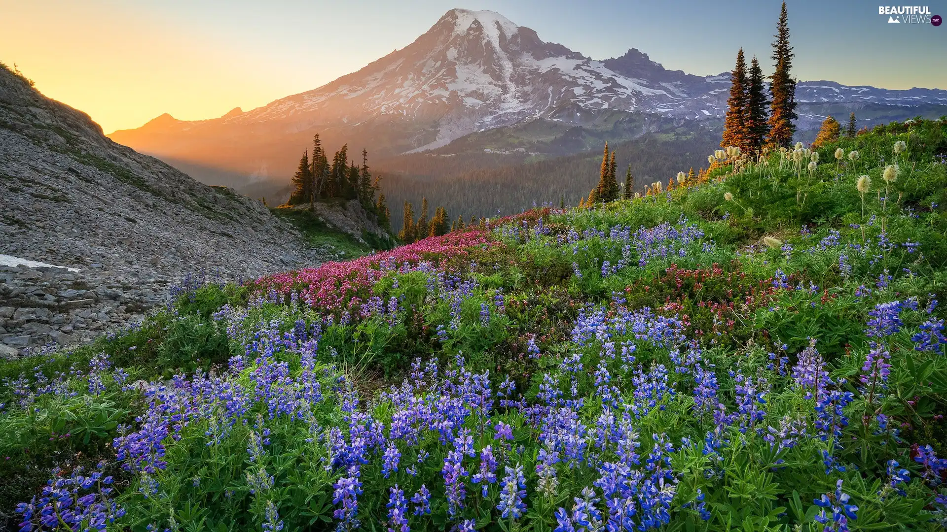 Flowers, Mount Rainier National Park, Meadow, lupine, Washington State, The United States, mountains, Mount Rainier Peak, rays of the Sun